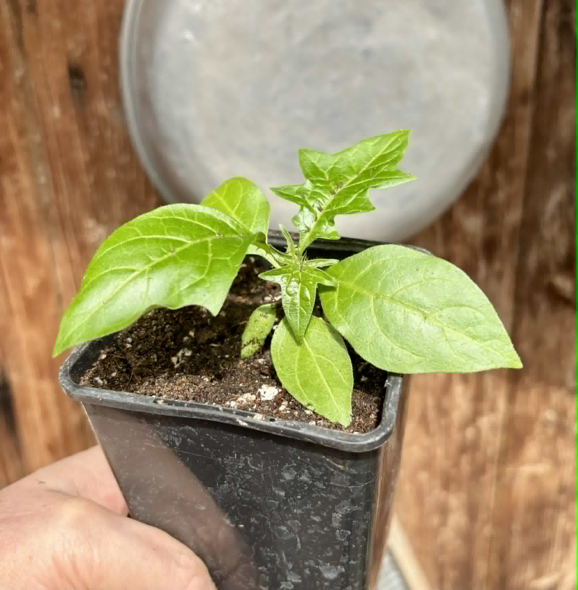 Juá do Jequitinhonha (Solanum schizandrum) - 1 potted seedling / 1 getopfter Sämling