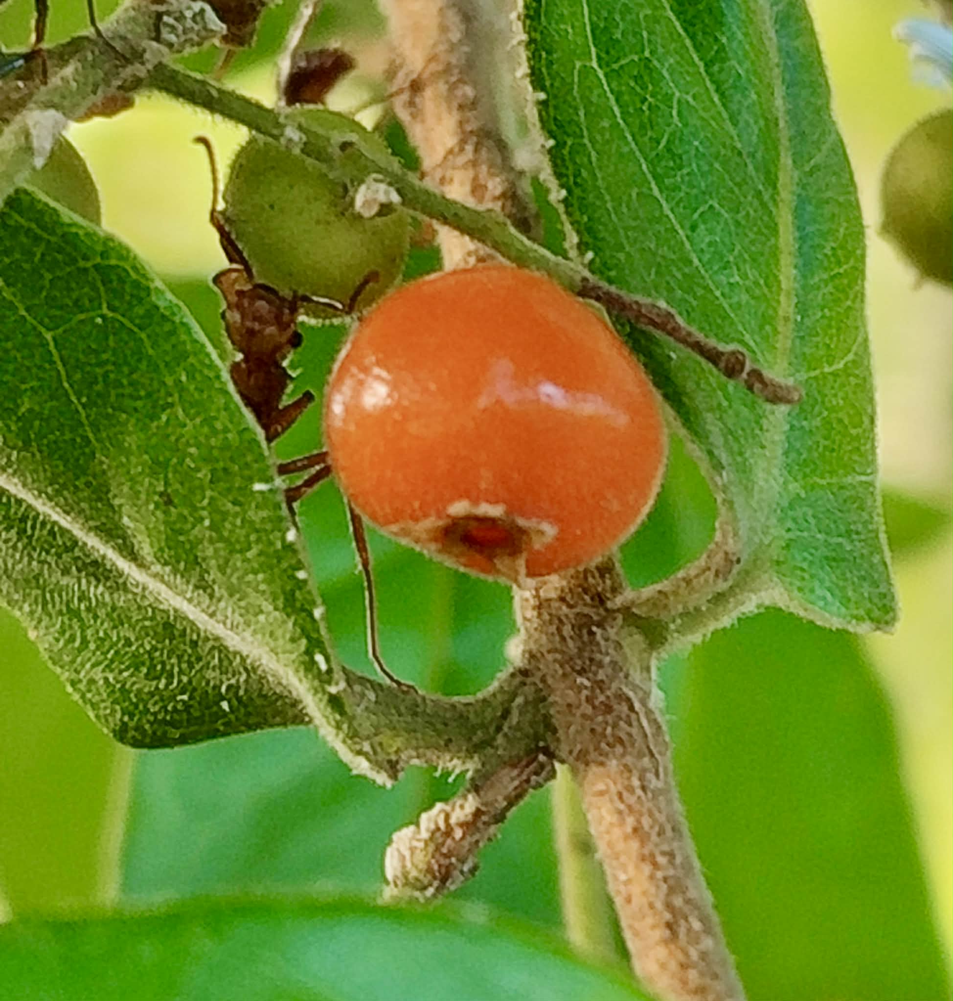 Myrcia sp Pernambuco - 1 fresh seed / 1 frischer Samen