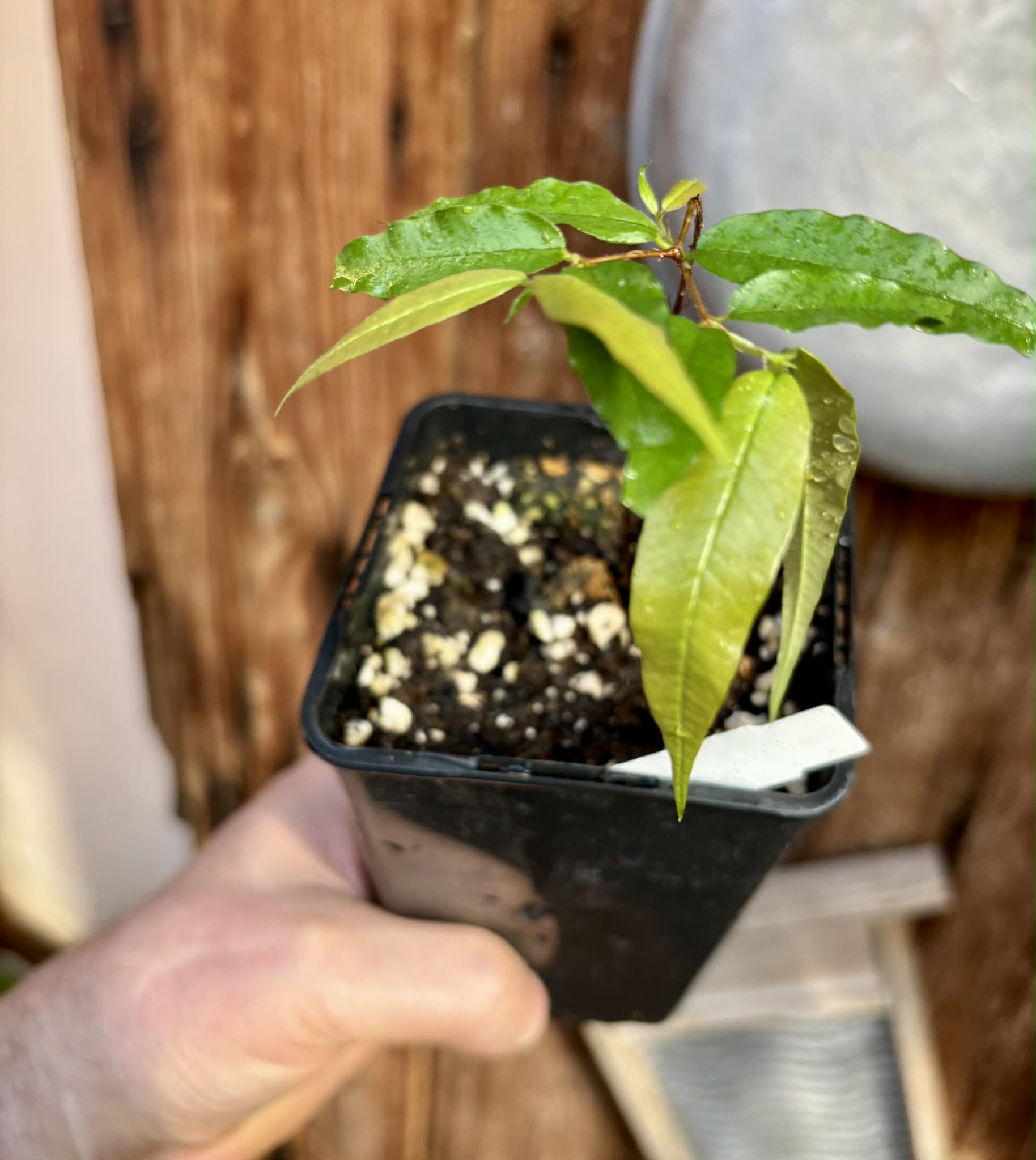 Plinia sp Rajada Cabo longo verde Tupinamba - Jaboticaba -  1 potted seedling / 1 getopfter Sämling