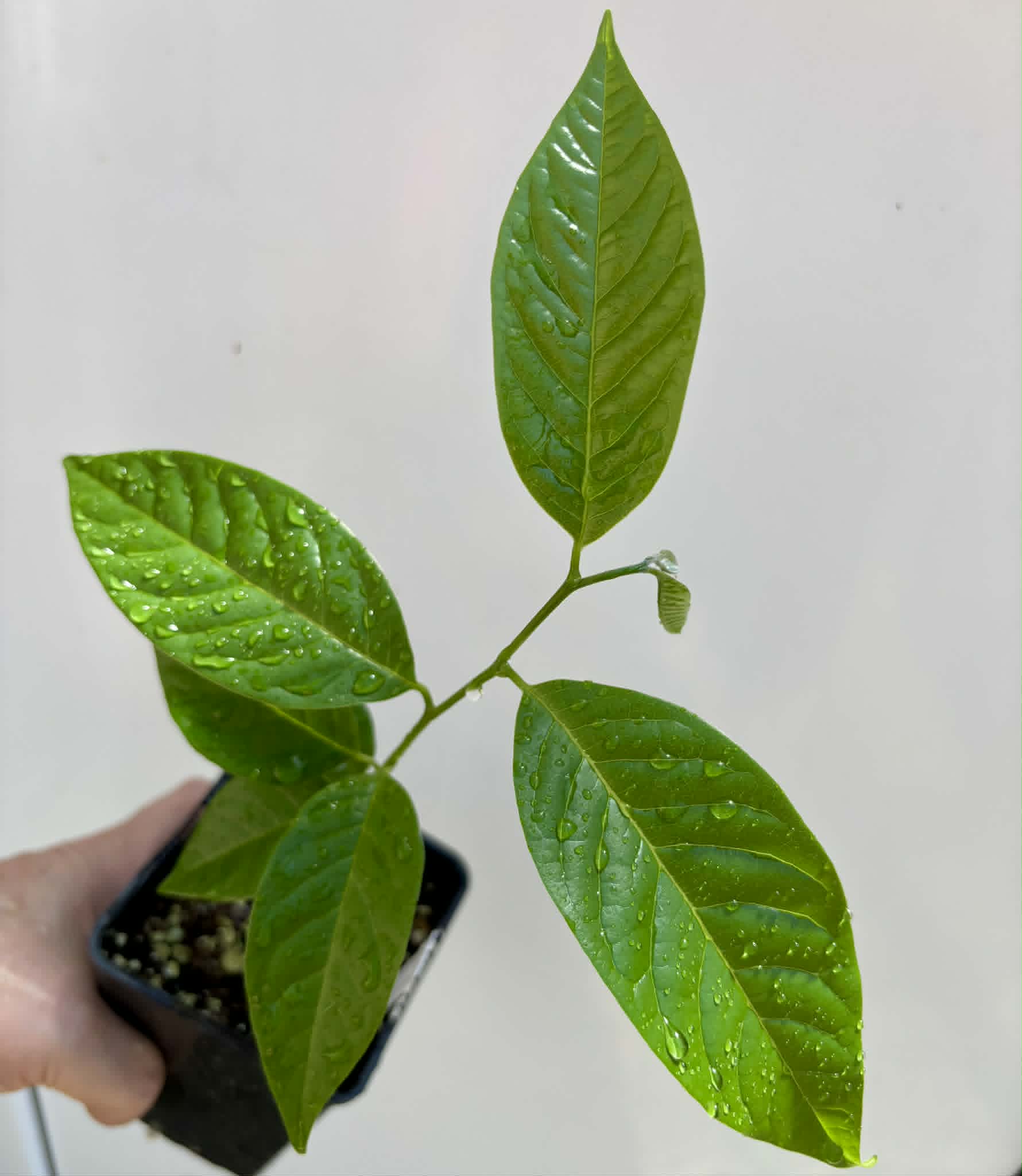 Annona reticulata var Orange- 1 potted seedling / 1 getopfter Sämling