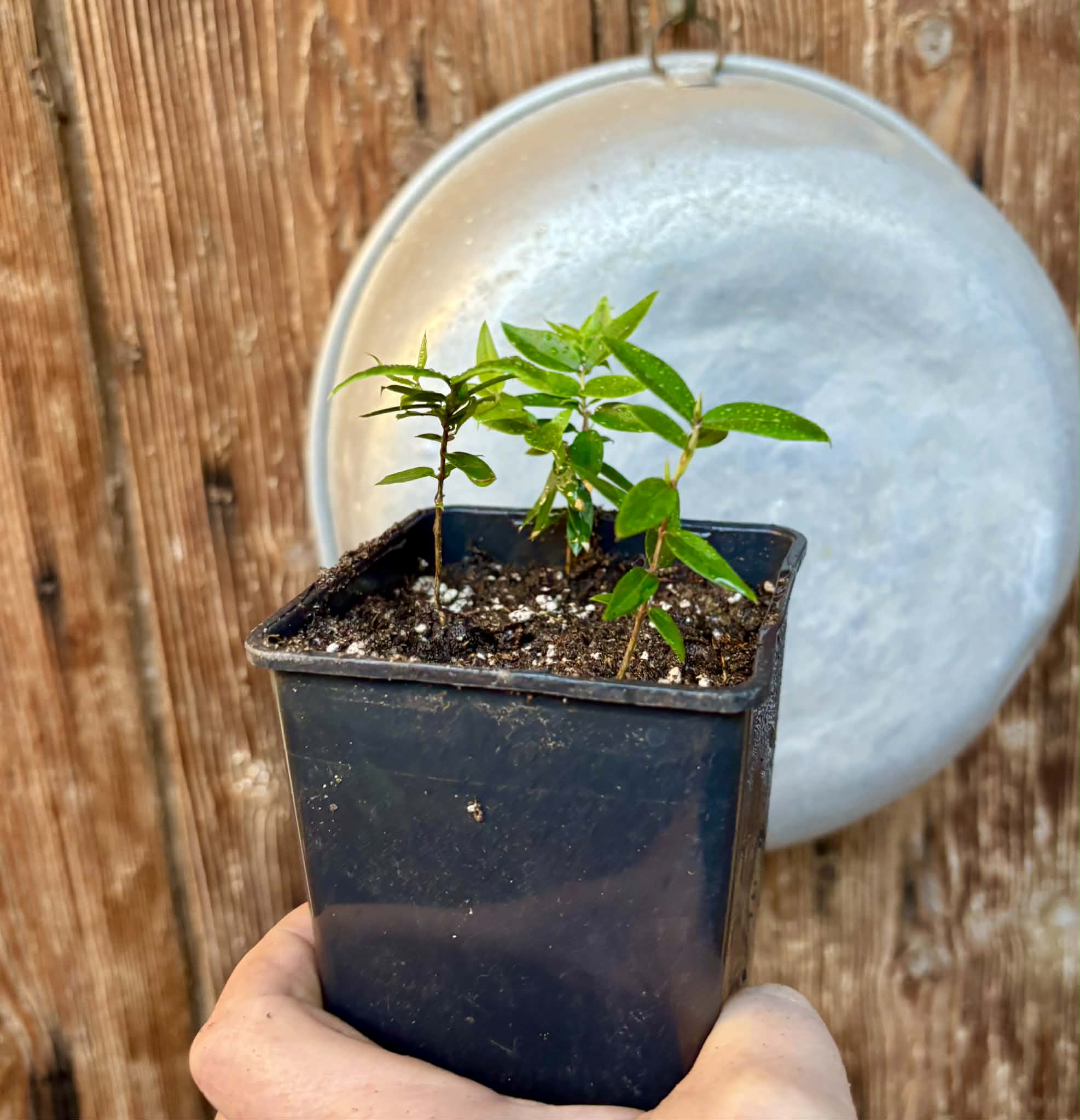 3 in 1 pot - Jaboticaba - Plinia sp Esarme -  3 seedlings in one pot / 3 Sämlinge in einem Topf