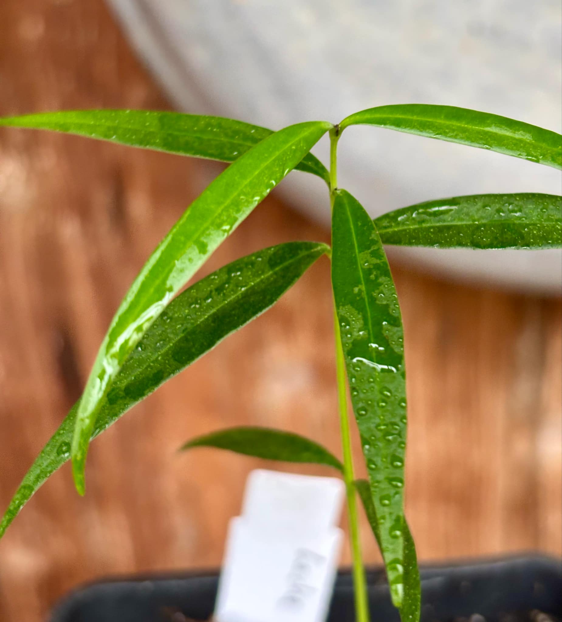 Leche-Miel Fruit (Lacmellea edulis) - 1 potted plant / 1 getopfte Pflanze