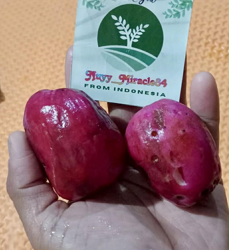 Pre Order - Syzygium jiewhoei - 1 fresh seed / 1 frischer Samen