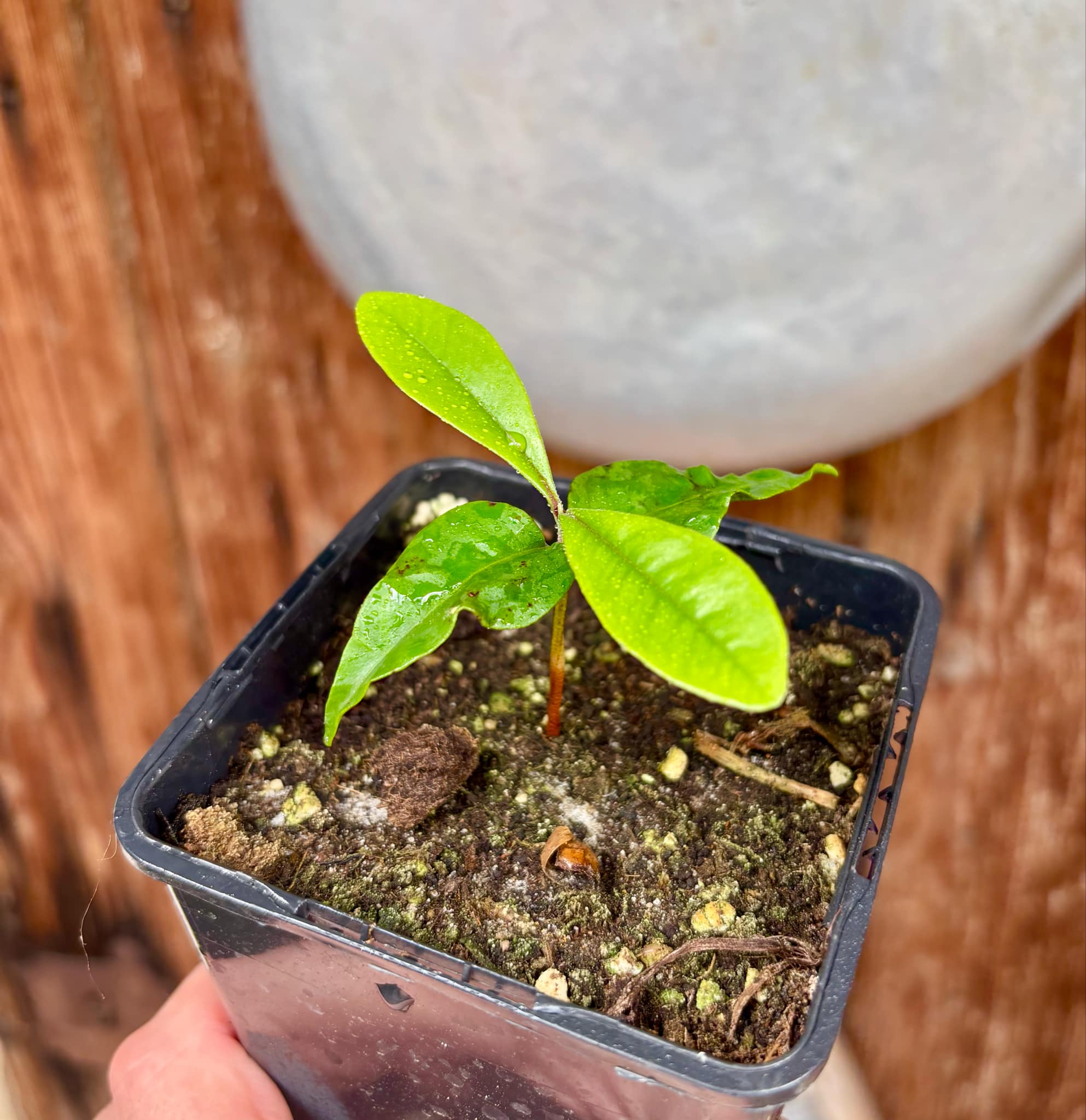 Myrcia sp Jaboticaba Bahia -  1 small potted seedling / 1 kleiner, getopfter Sämling