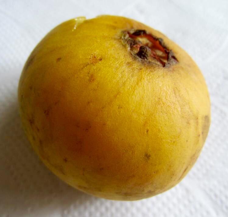 Campomanesia lineatifolia - Rare exotic plant - Seltene exotische Pflanze