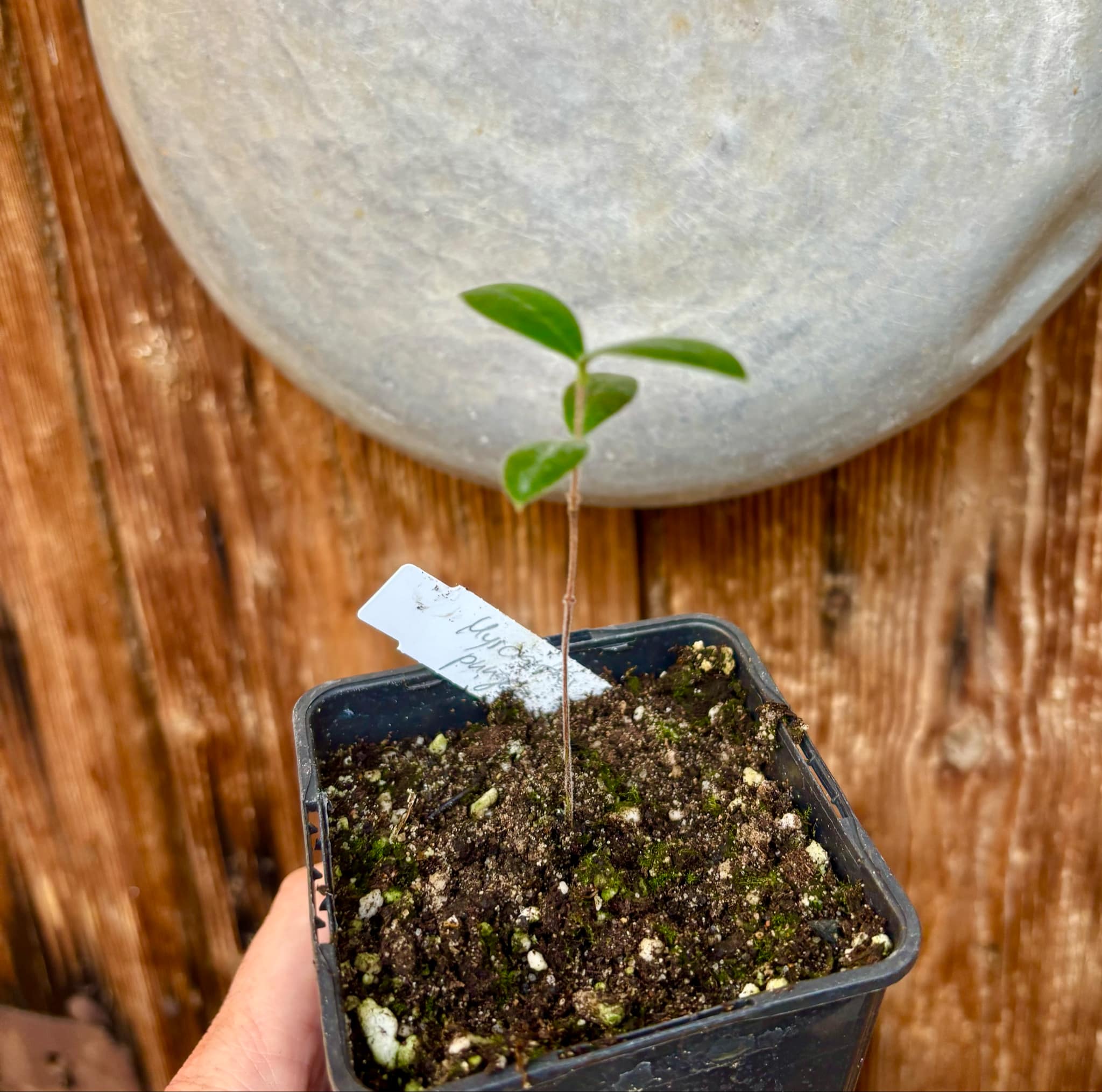 Myrcianthes pungens - Guabiju - 1 potted plant / 1 getopfte Pflanze Myrcianthes pungens - Guabiju - 1 potted plant / 1 getopfte Pflanze