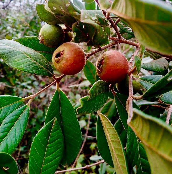Araca roxo (Psidium rufum)  - 1 potted plant / 1 getopfte Pflanze