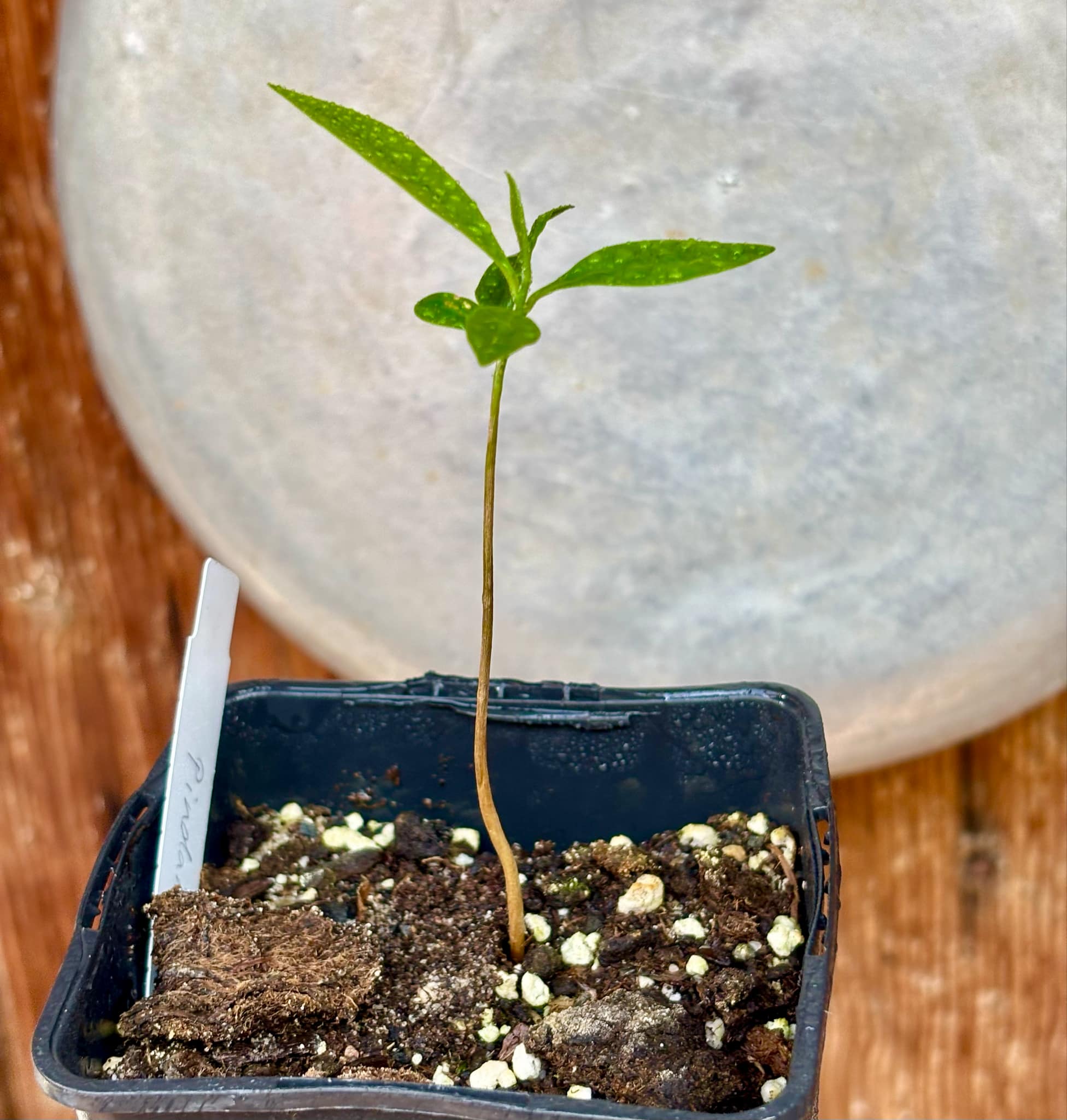 Duguetia lanceolata - Pindaiba - 1 small potted seedling / 1 kleiner, getopfter Sämling Duguetia lanceolata - Pindaiba - 1 small potted seedling / 1 kleiner, getopfter Sämling