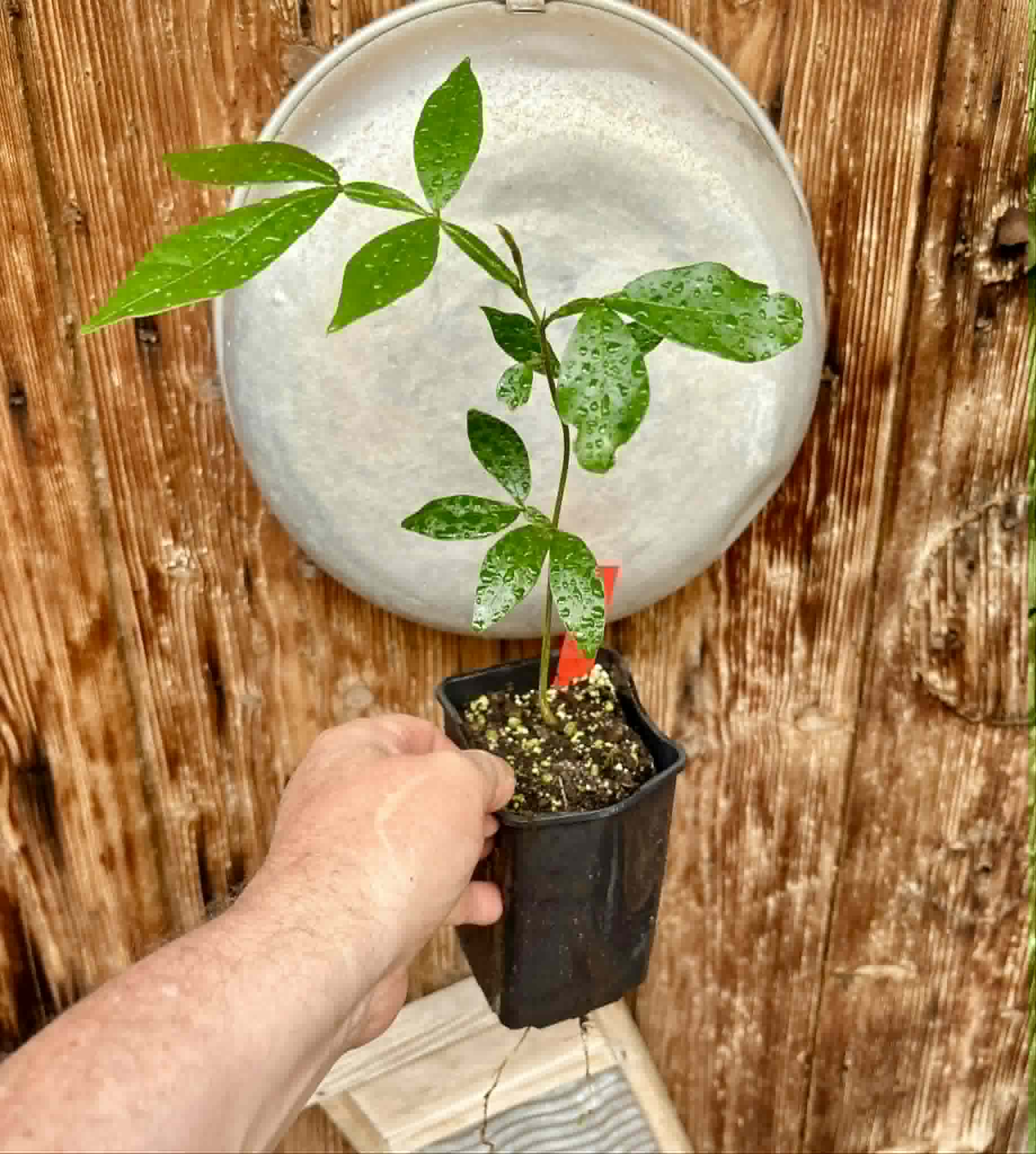 Inga vulpina  - 1 potted seedling / 1 getopfter Sämling