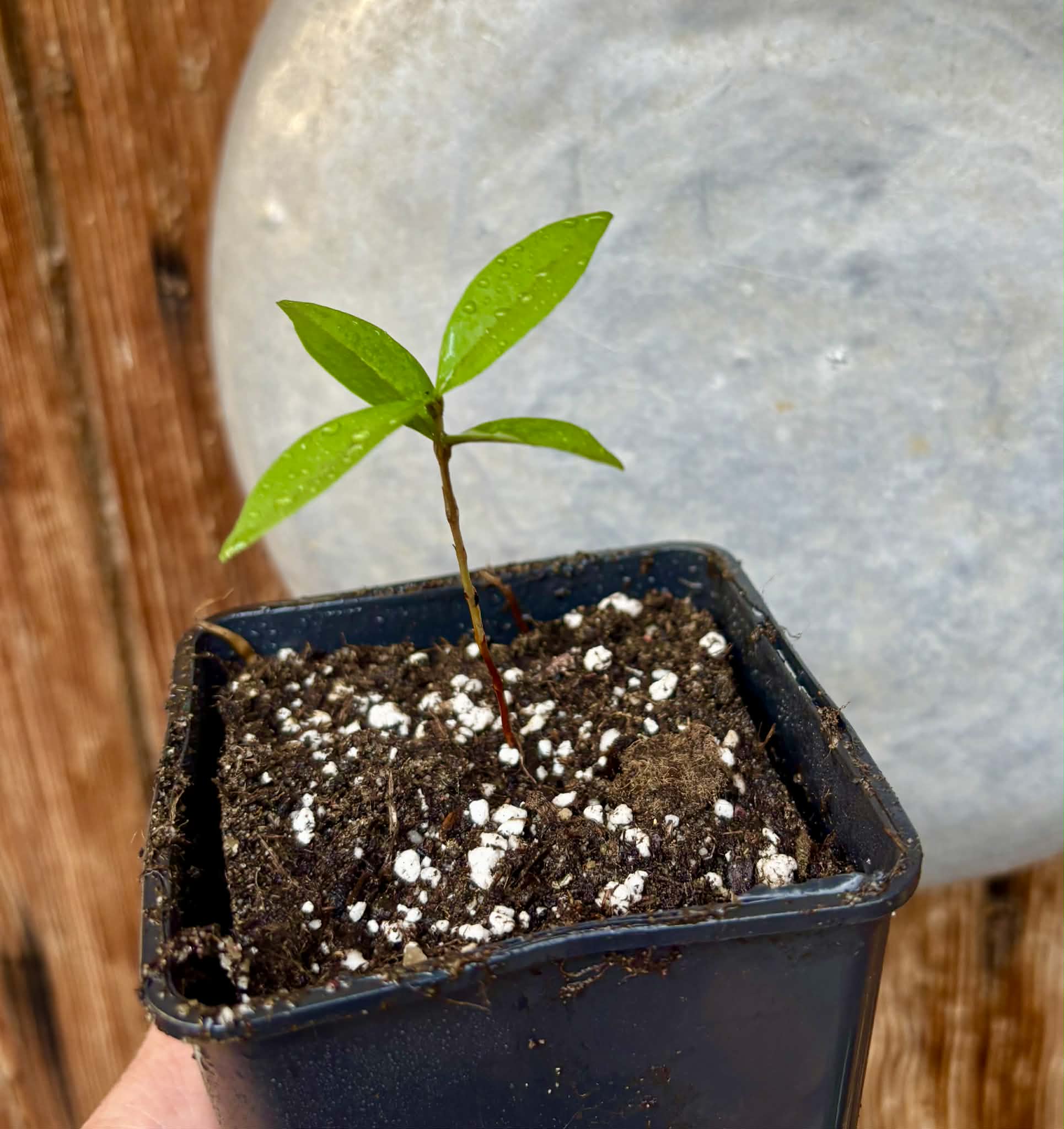 Eugenia sp Roxa do Rio - 1 potted seedling / 1 getopfter Sämling