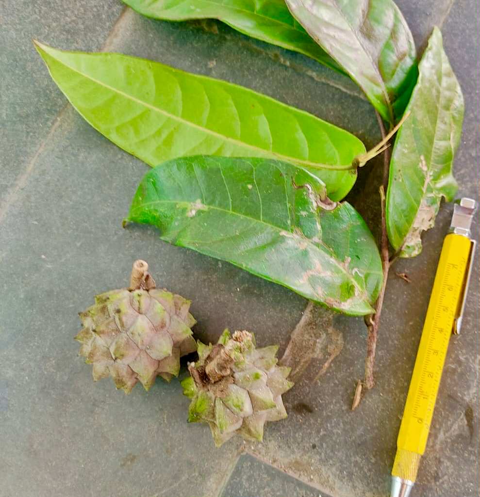 Duguetia bahiensis  - 1 fresh seed / 1 frischer Samen Duguetia bahiensis  - 1 fresh seed / 1 frischer Samen