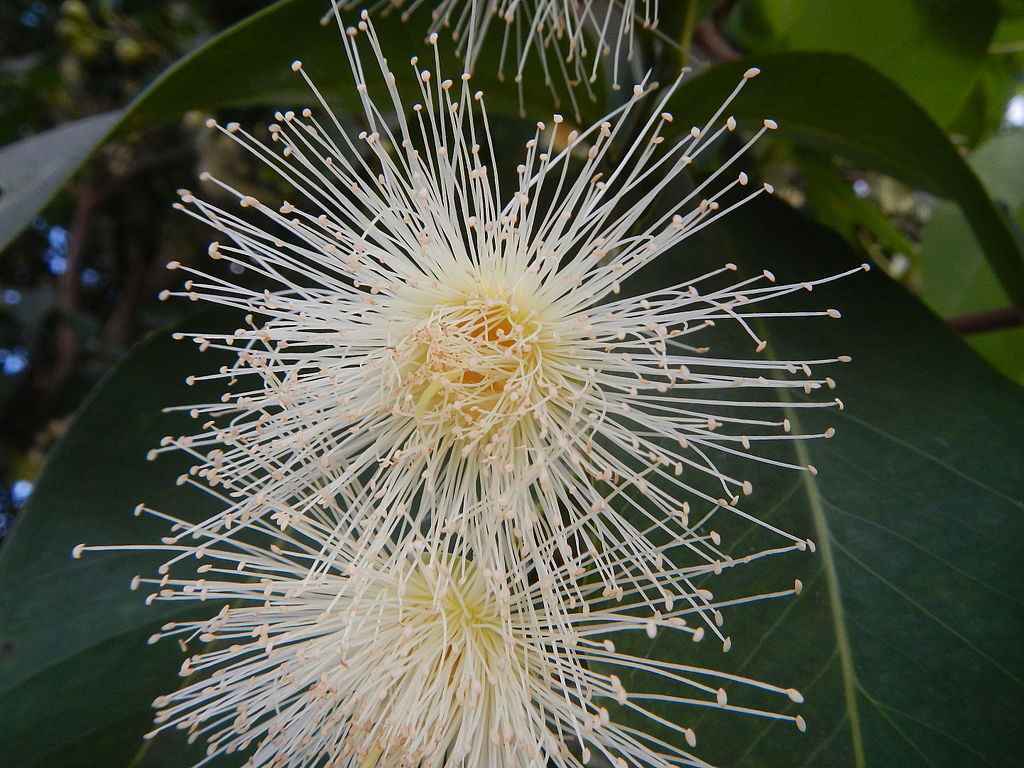 Java Apple (Syzygium samarangense) - 3 fresh seeds / 3 frische Samen