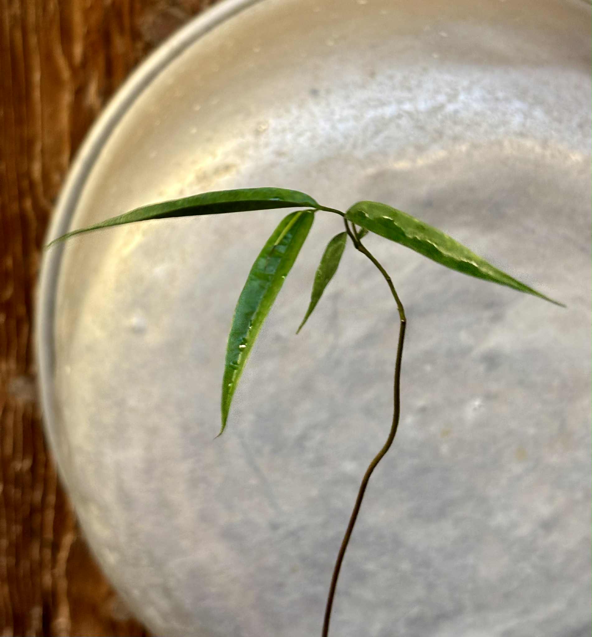 Pseudoxandra bahiensis - 1 potted seedling / 1 getopfter Sämling