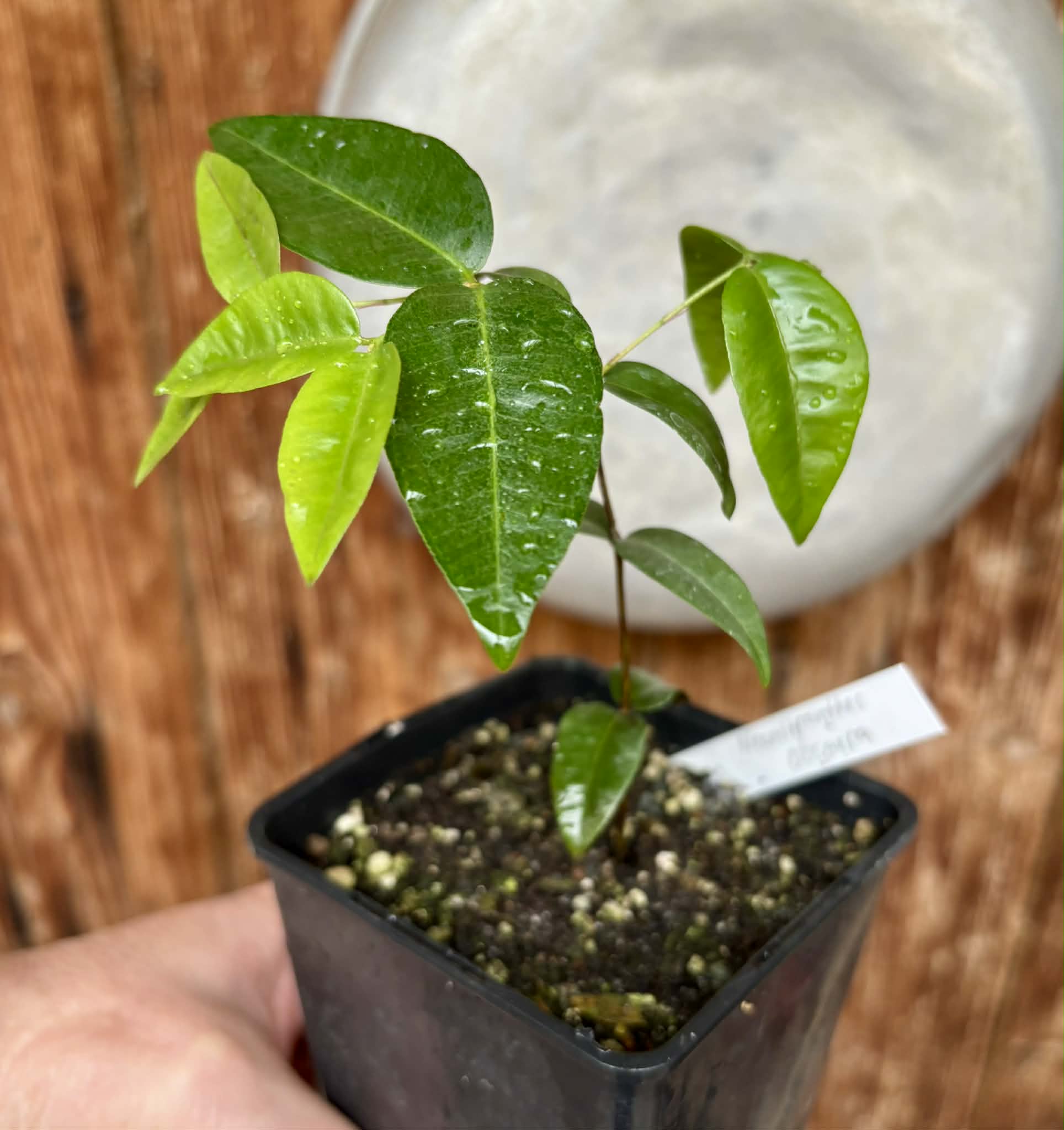 Neomitranthes obscura - 1 potted seedling/ 1 getopfter Sämling