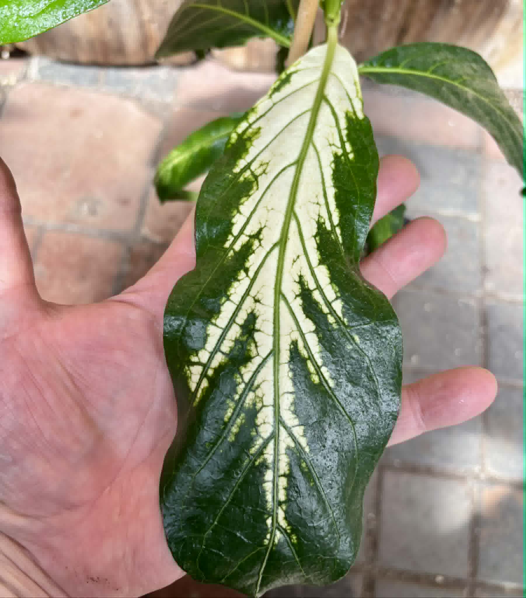 Noni Variegated (Morinda citrifolia) - 1 potted plant / 1 getopfte Pflanze