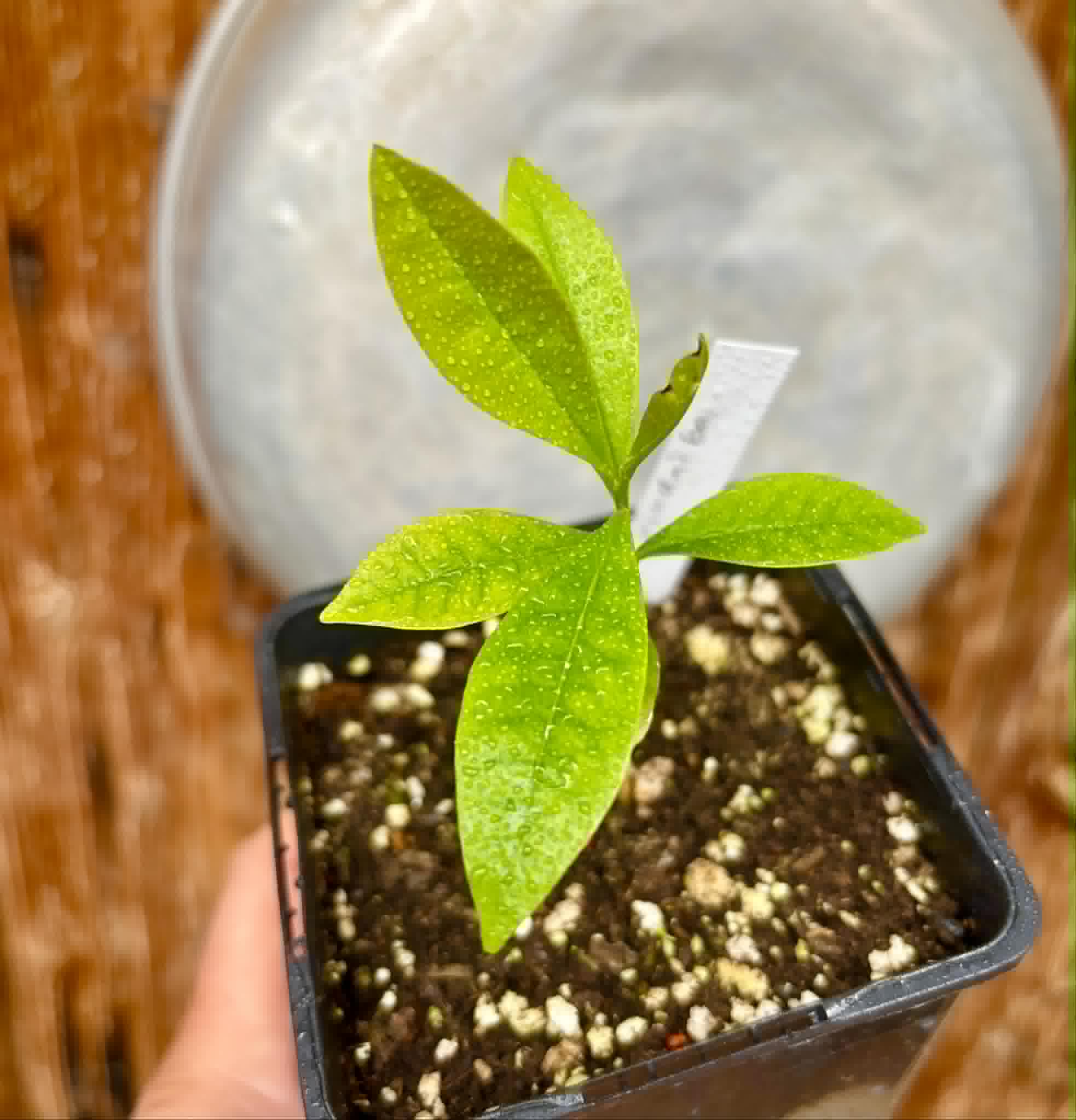 Duguetia lanceolata - Pindaiba - 1 potted seedling / 1 getopfter Sämling