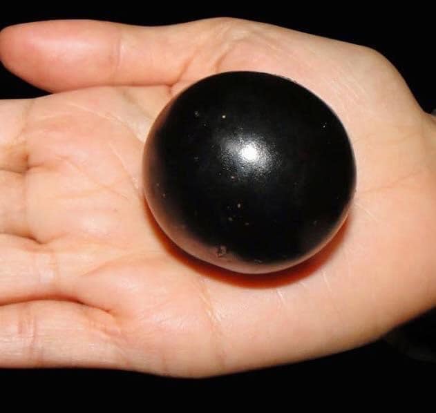 Plinia coronata var. Olho de Boi Seleção - 1 fresh seed / 1 frischer Samen