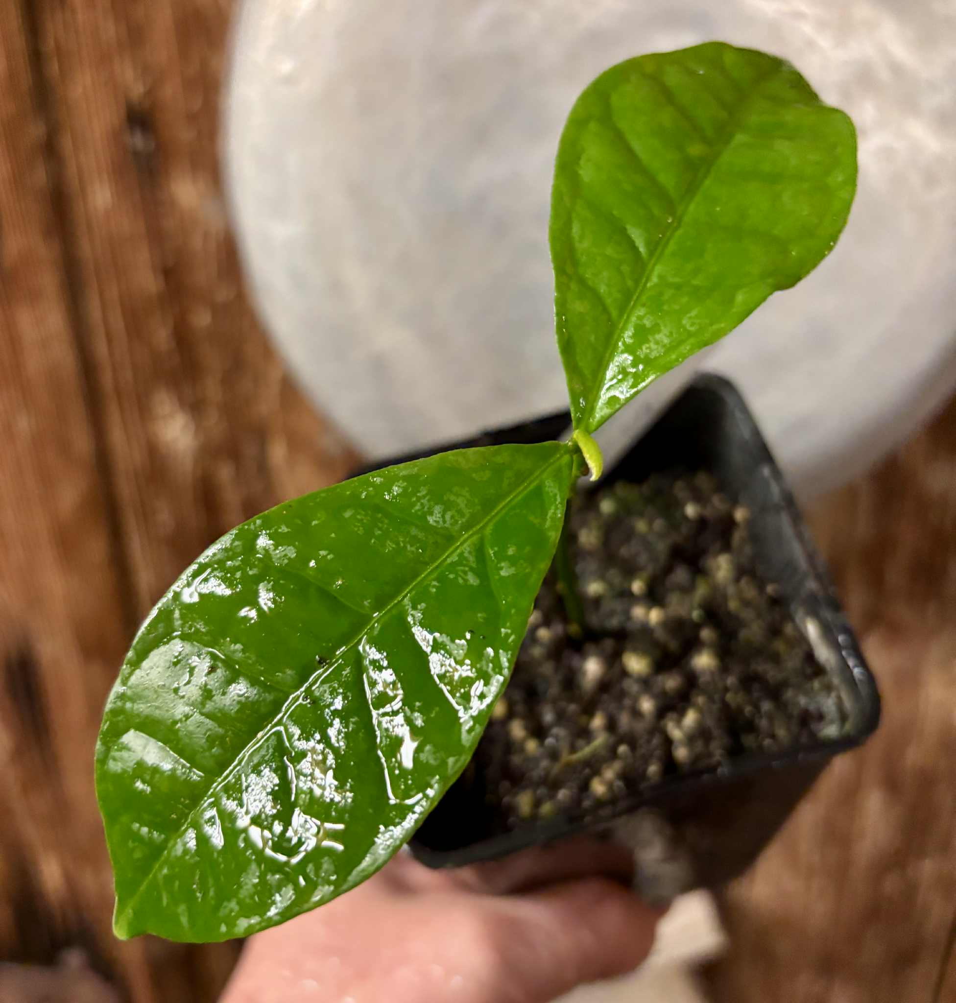 Cymbopetalum brasiliensis - 1 potted seedling / 1 getopfter Sämling