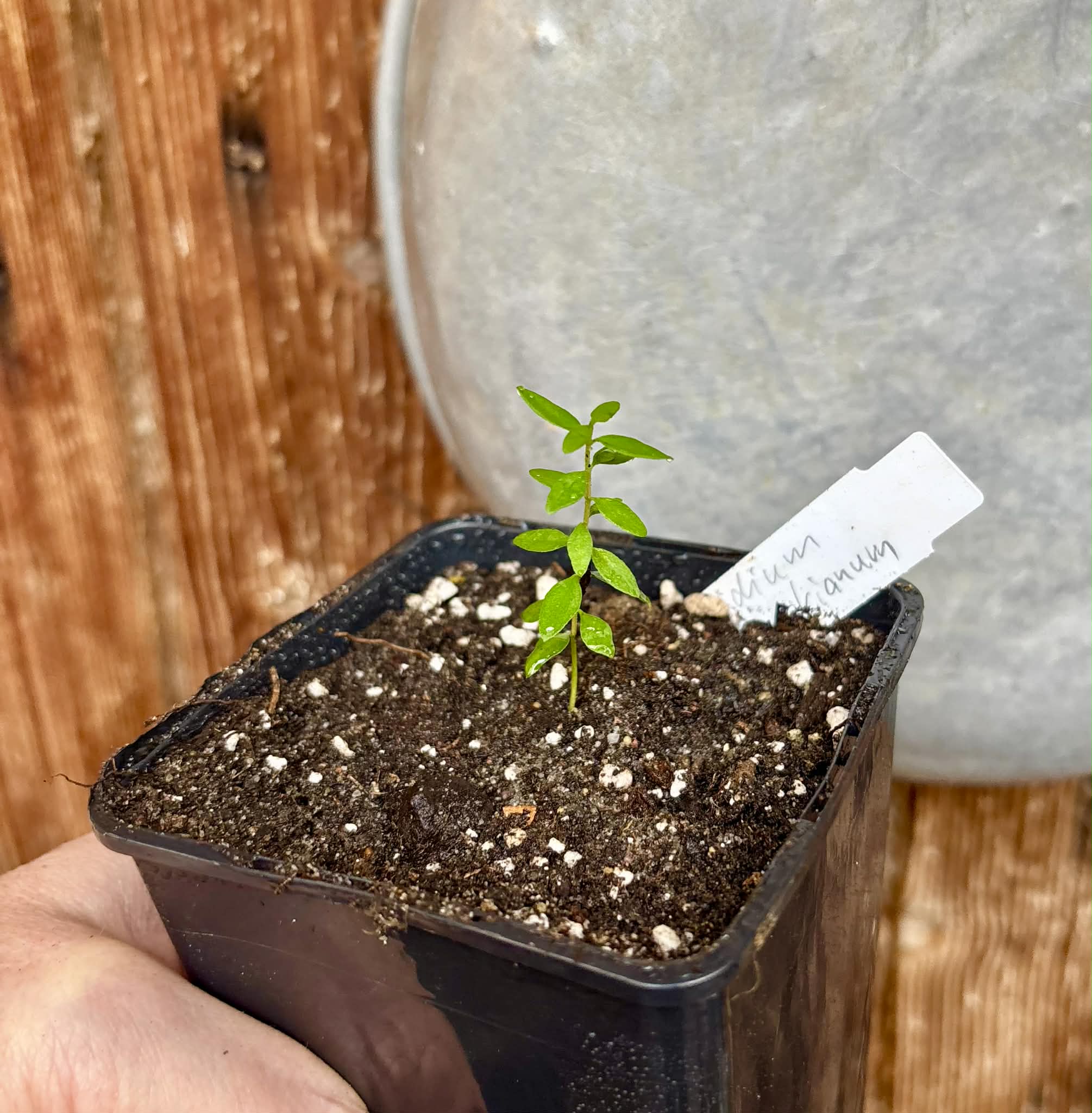 Psidium schenckianum - 1 potted seedling / 1 getopfter Sämling