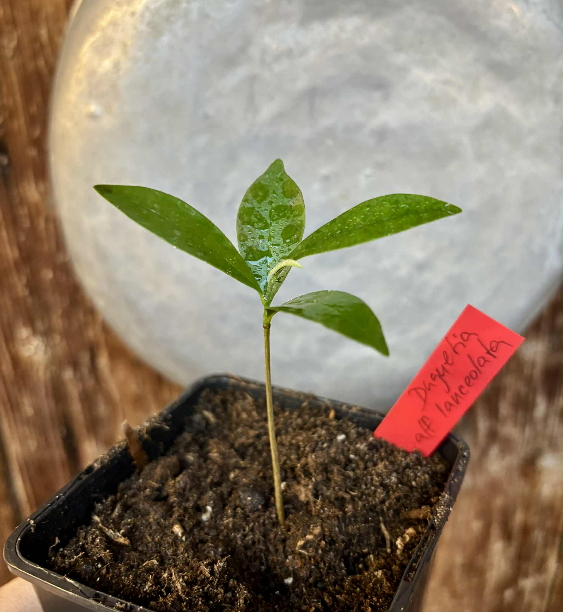 Duguetia aff. lanceolata - Pindauva Roxa -   1 potted plant / 1 getopfte Pflanze