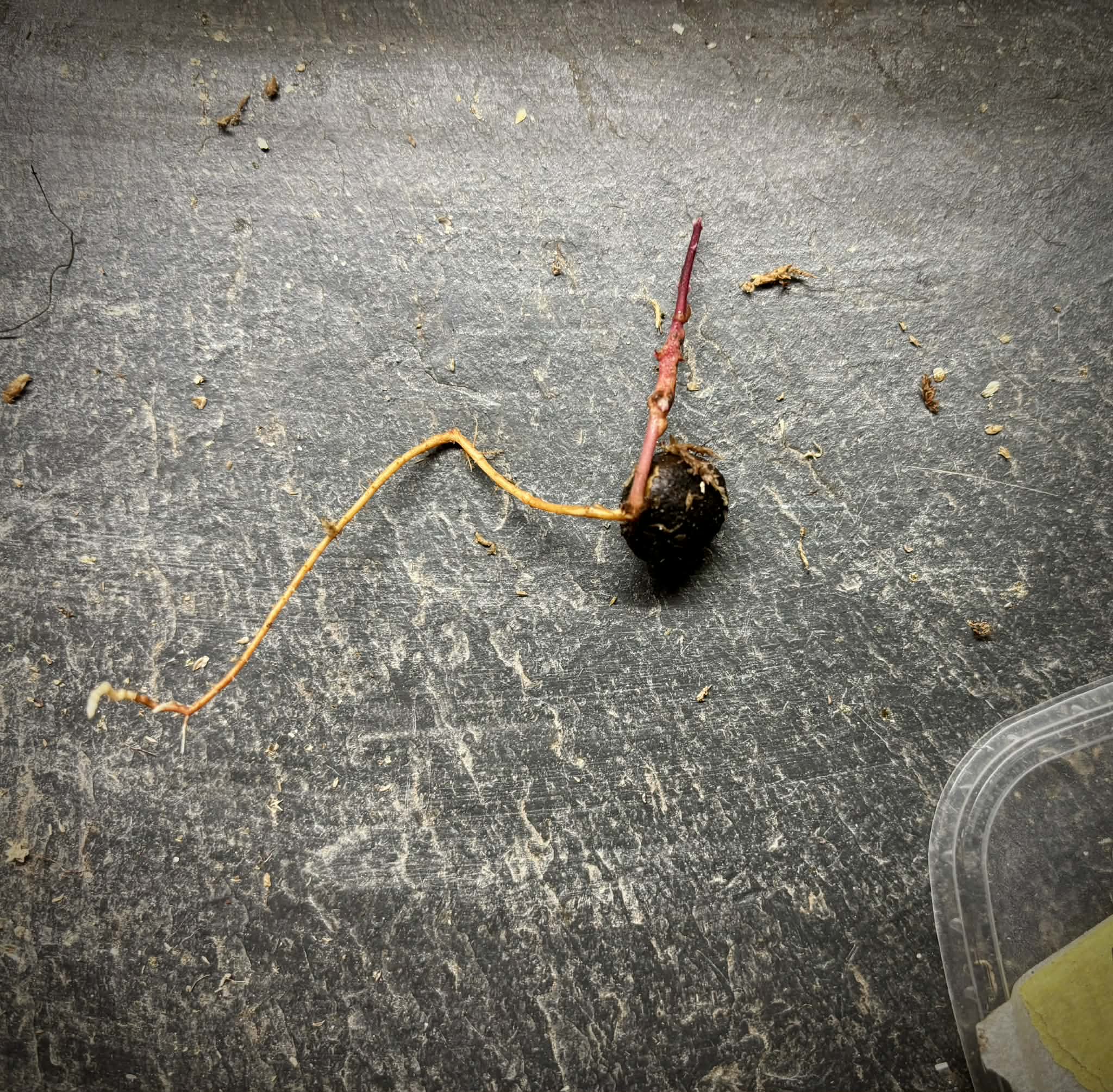 Eugenia rotundifolia var. Maruim - 1 germinated seed / 1 gekeimter Samen