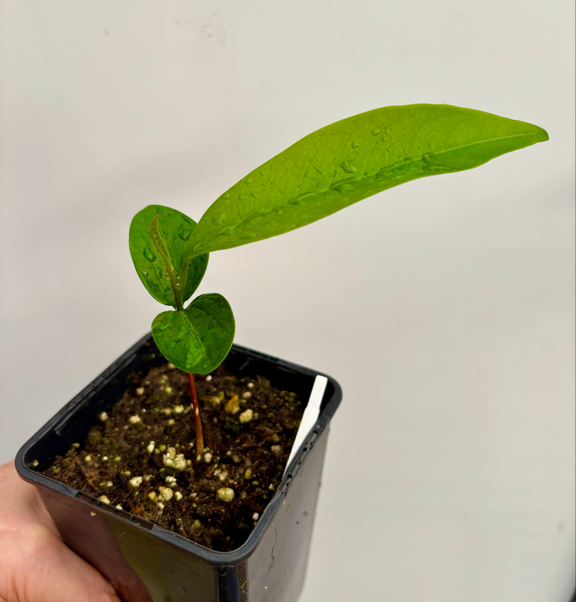 Aquai (Chrysophyllum gonocarpum)  -  1  potted seedling / 1 getopfter Sämling