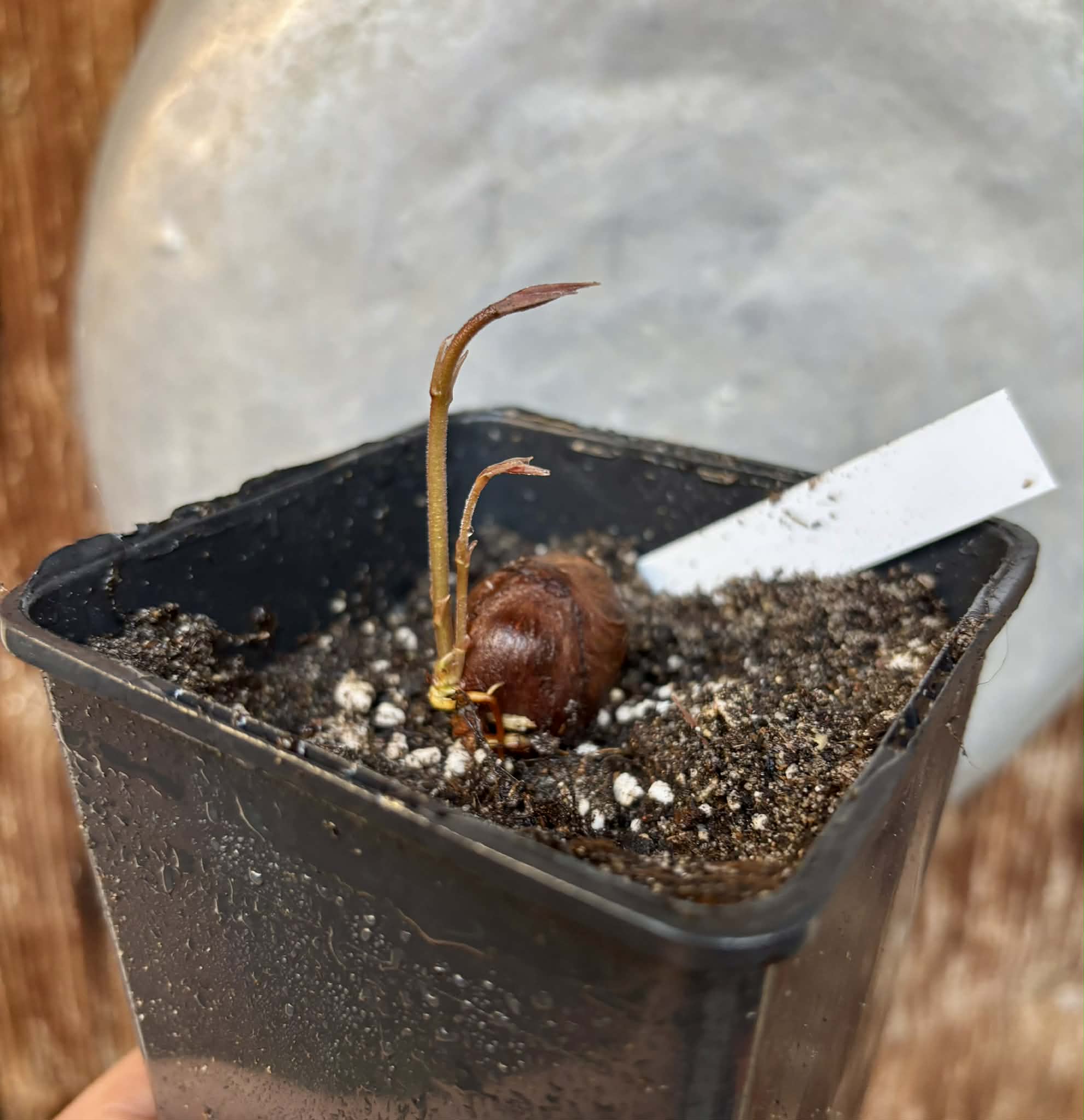 only 1 available - Campuca Imperial (Plinia edulis - Imperial) - 1 potted seedling / 1 getopfter Sämling