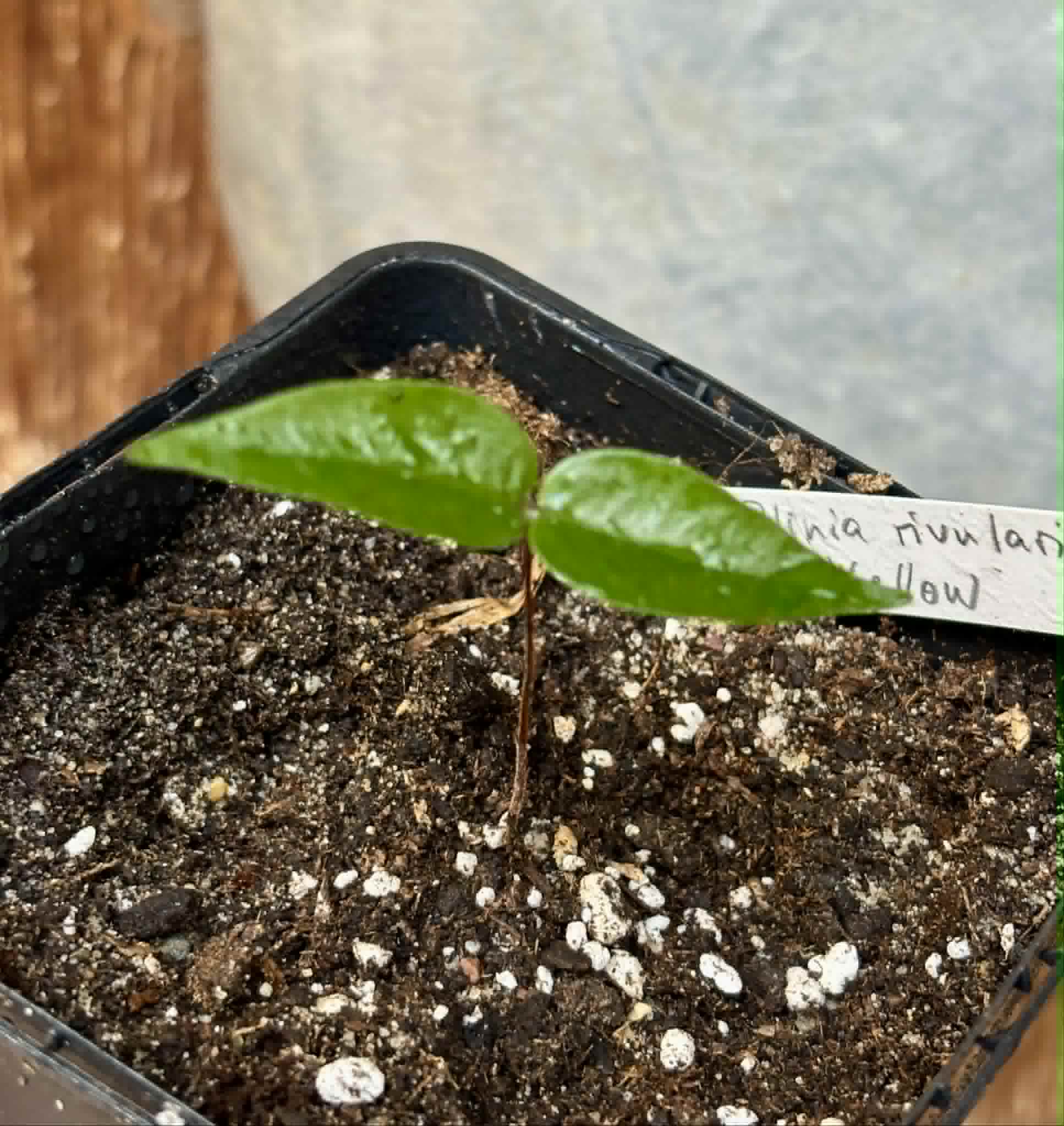 Yellow Guaburiti (Plinia rivularis var. flava) - 1 potted seedling / 1 getopfter Sämling