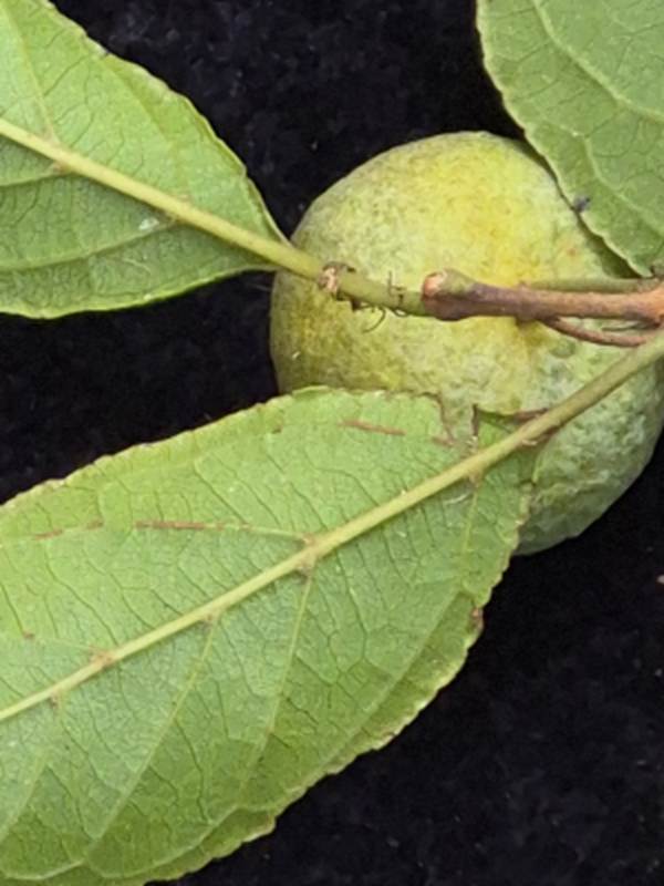 Campomanesia eugenioides - Rare exotic plant - Seltene exotische Pflanze