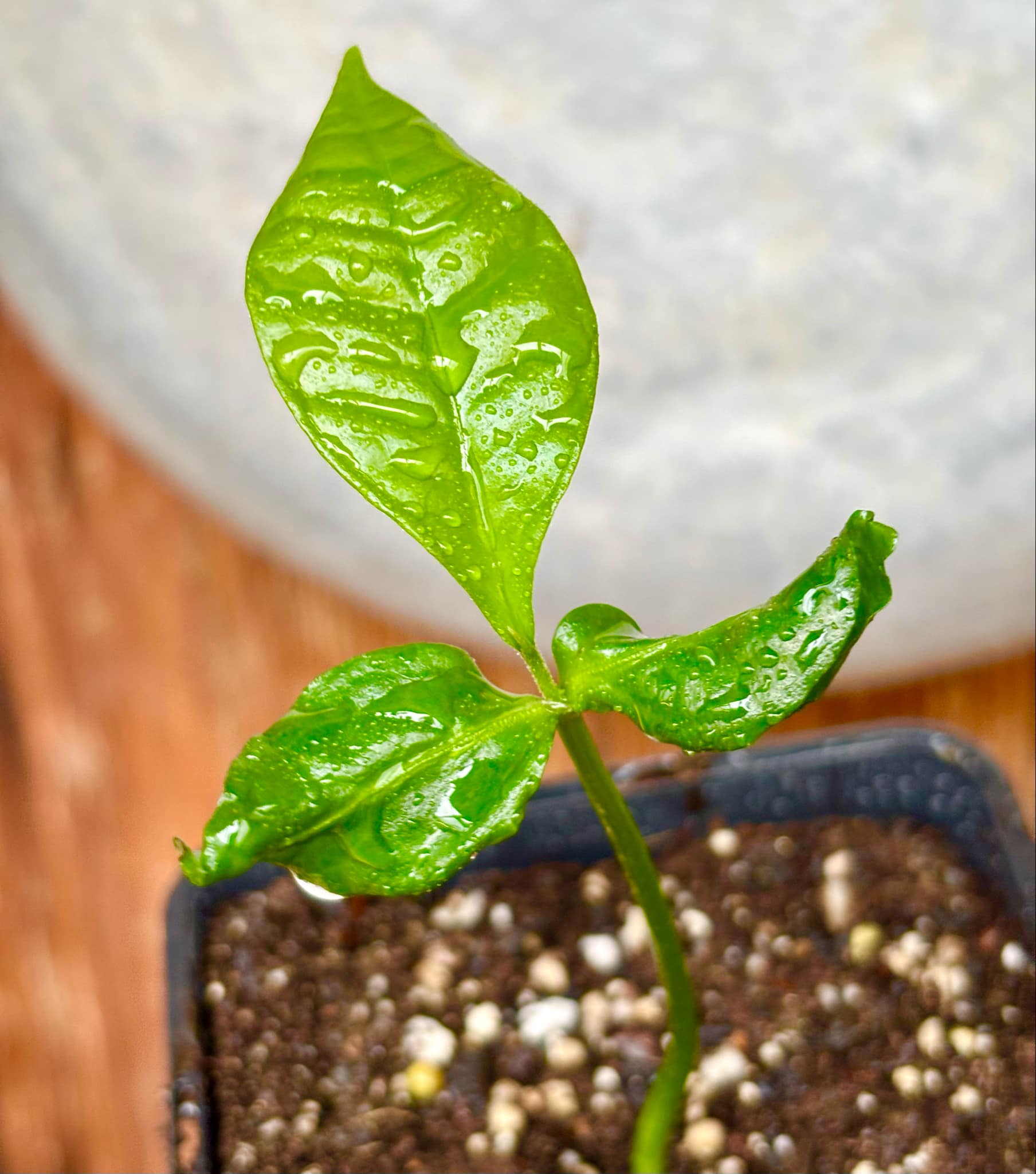 Cymbopetalum brasiliensis - 1 small potted seedling / 1 kleiner, getopfter Sämling