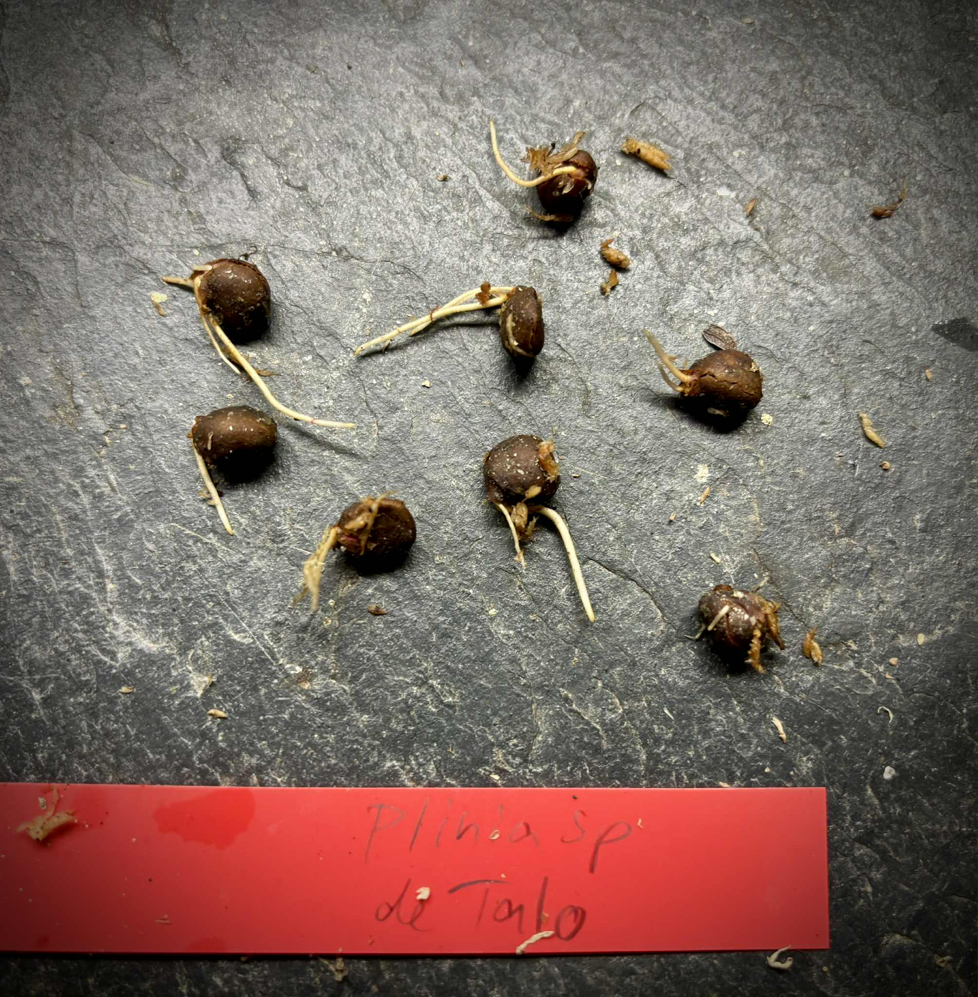 last 8 seeds - Plinia sp. de Talo - 1 germinated seed / 1 gekeimter Samen