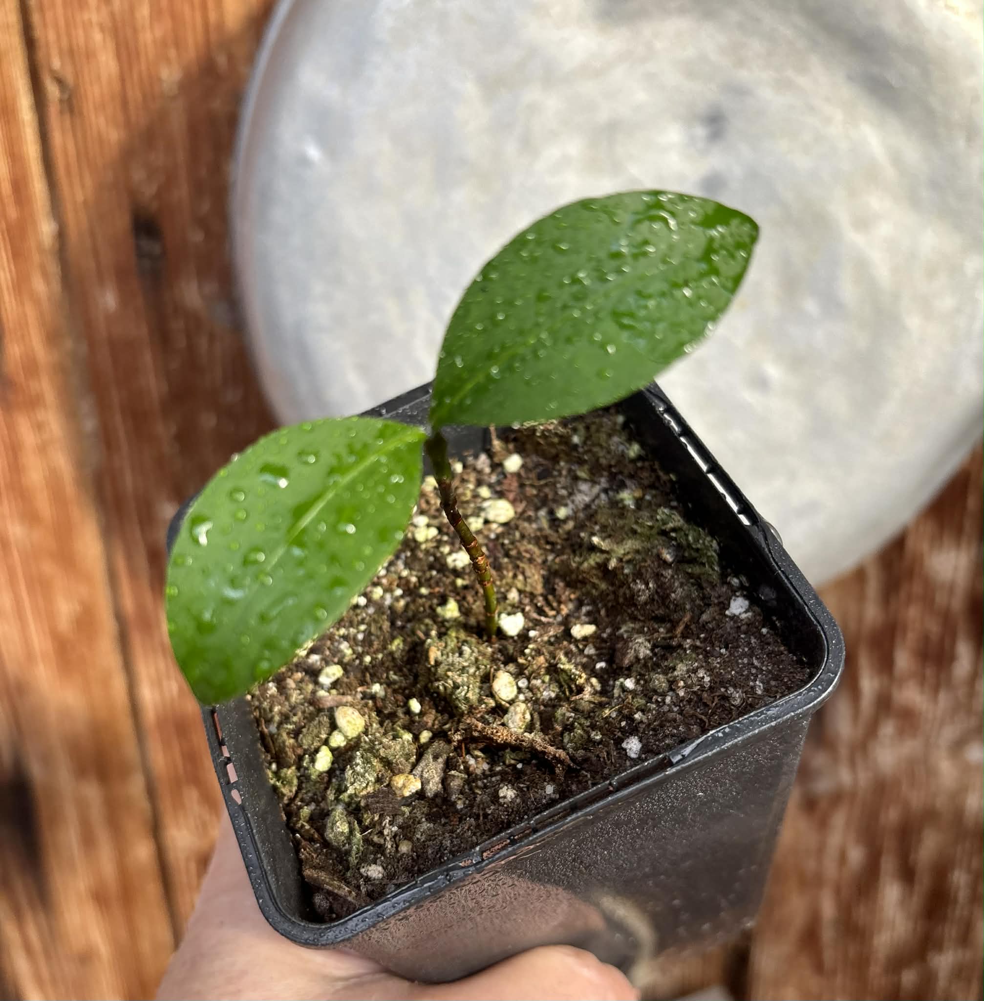 Bacupari  (Garcinia brasiliensis) -  1 potted seedling / 1 getopfter Sämling
