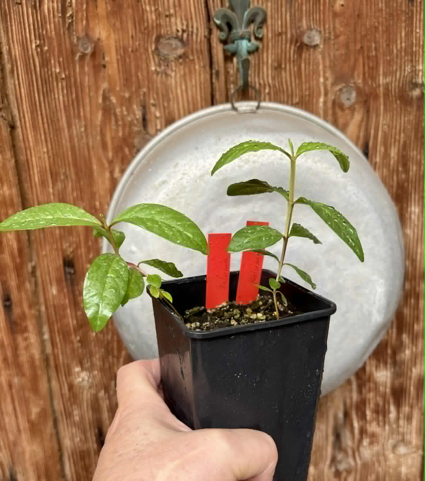 2 in 1 pot - Psidium guajava  "Paluma"  - 2 seedlings in one pot / 2 Sämlinge in einem Topf