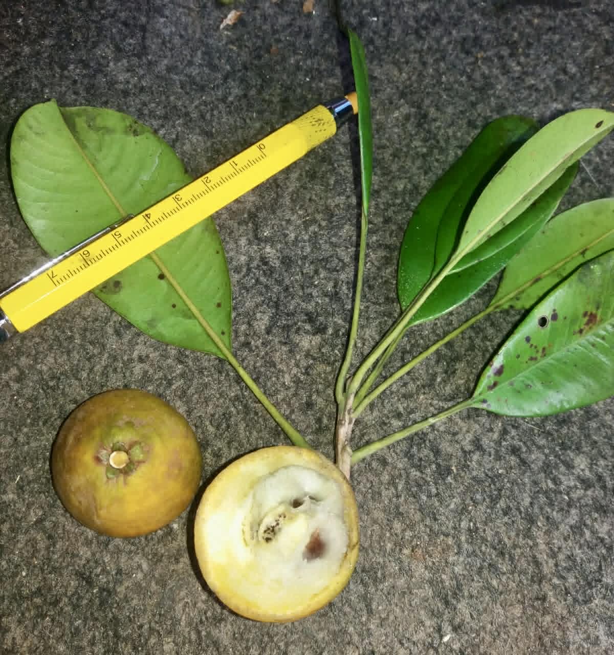 Pre Order - Pouteria macahensis var Itacare - 1 fresh seed / 1 frischer Samen