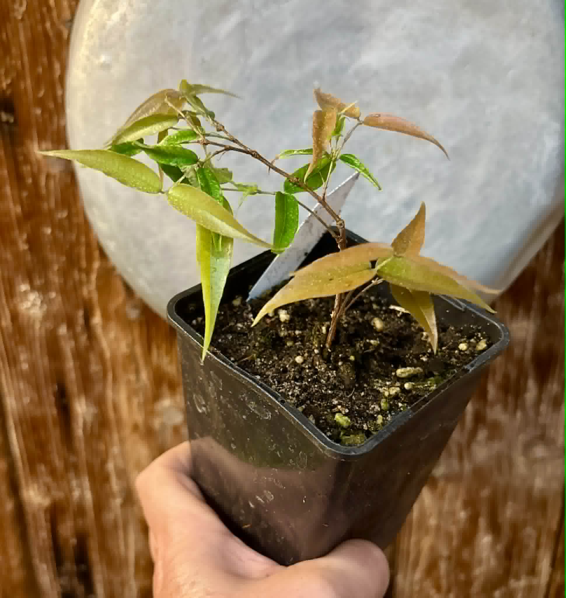 Plinia sp Cabo longo Sao Joao -  1 potted seedling / 1  getopfter Sämling