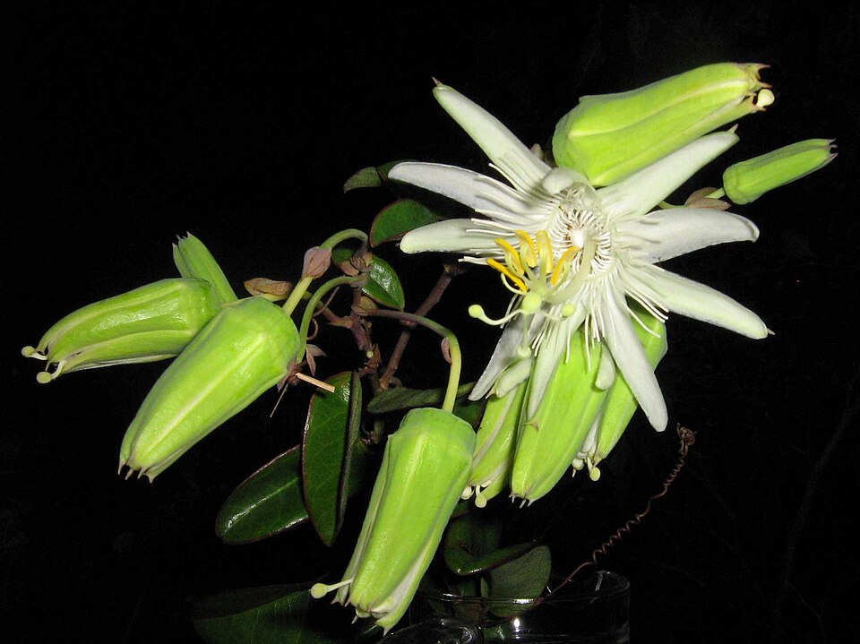 Passiflora silvestris - 5 fresh seeds / 5 frische Samen