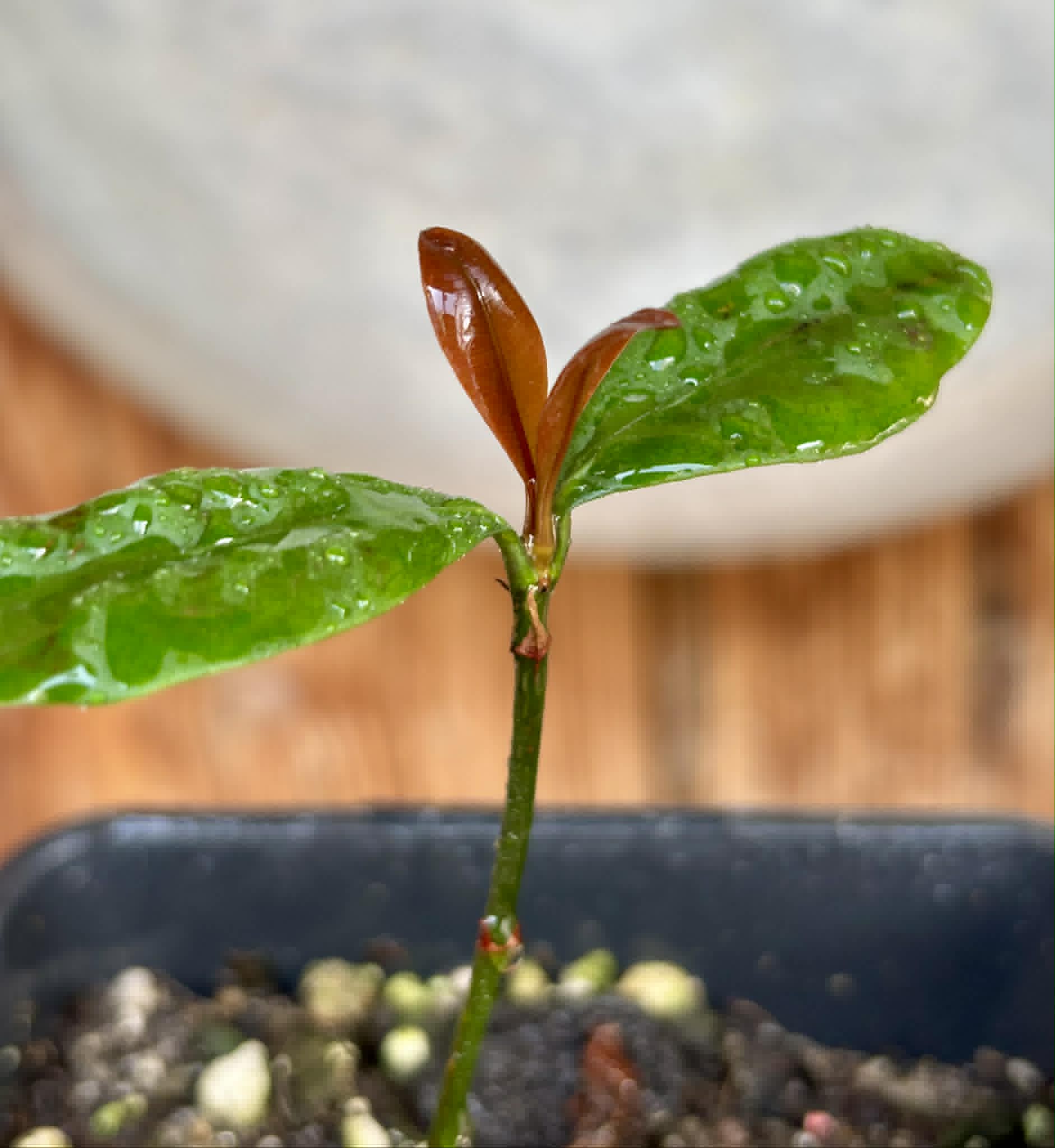 Bacupari  (Garcinia brasiliensis) -  1 potted seedling / 1 getopfter Sämling