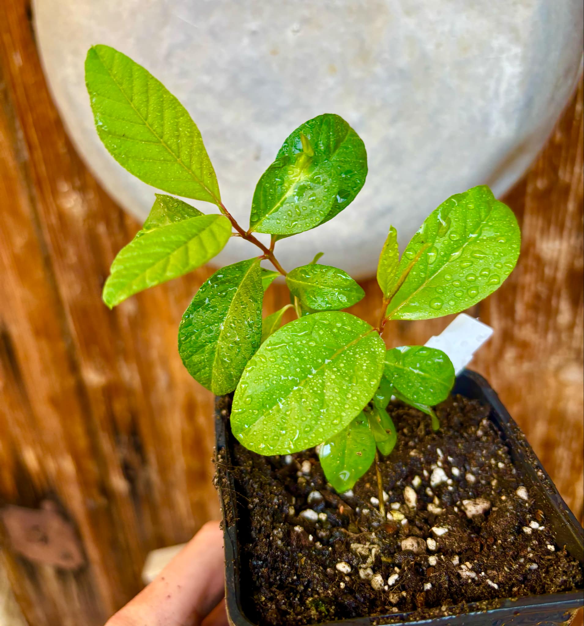 Yellow Pear Shape Guava (Psidium guajava var.) - 1 potted small plant / 1 kleine, getopfte Pflanze Yellow Pear Shape Guava (Psidium guajava var.) - 1 potted small plant / 1 kleine, getopfte Pflanze