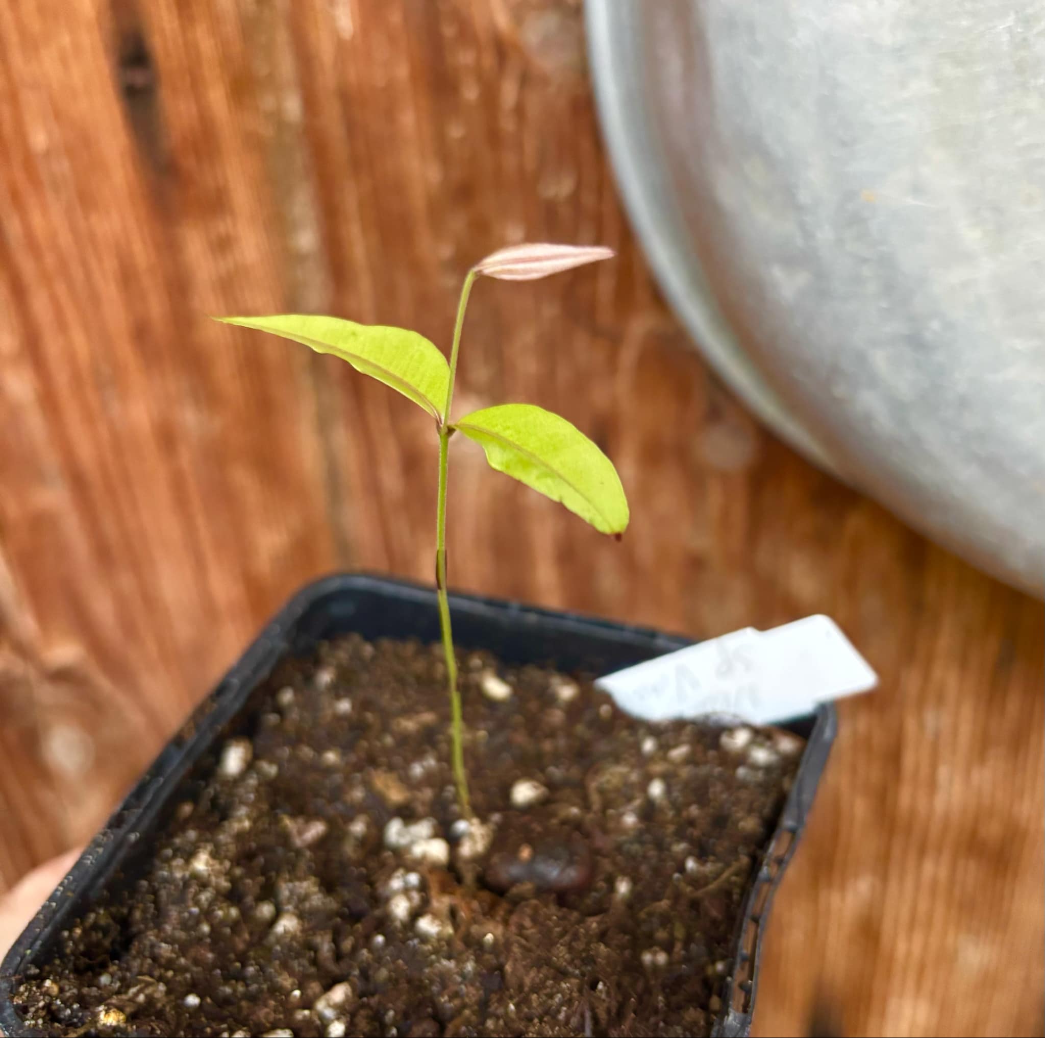 Neomitranthes sp Vinaceo - 1 small potted seedling / 1 kleiner, getopfter Sämling