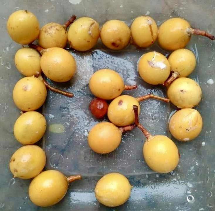 Leche-Miel Fruit (Lacmellea edulis) - 1 potted plant / 1 getopfte Pflanze