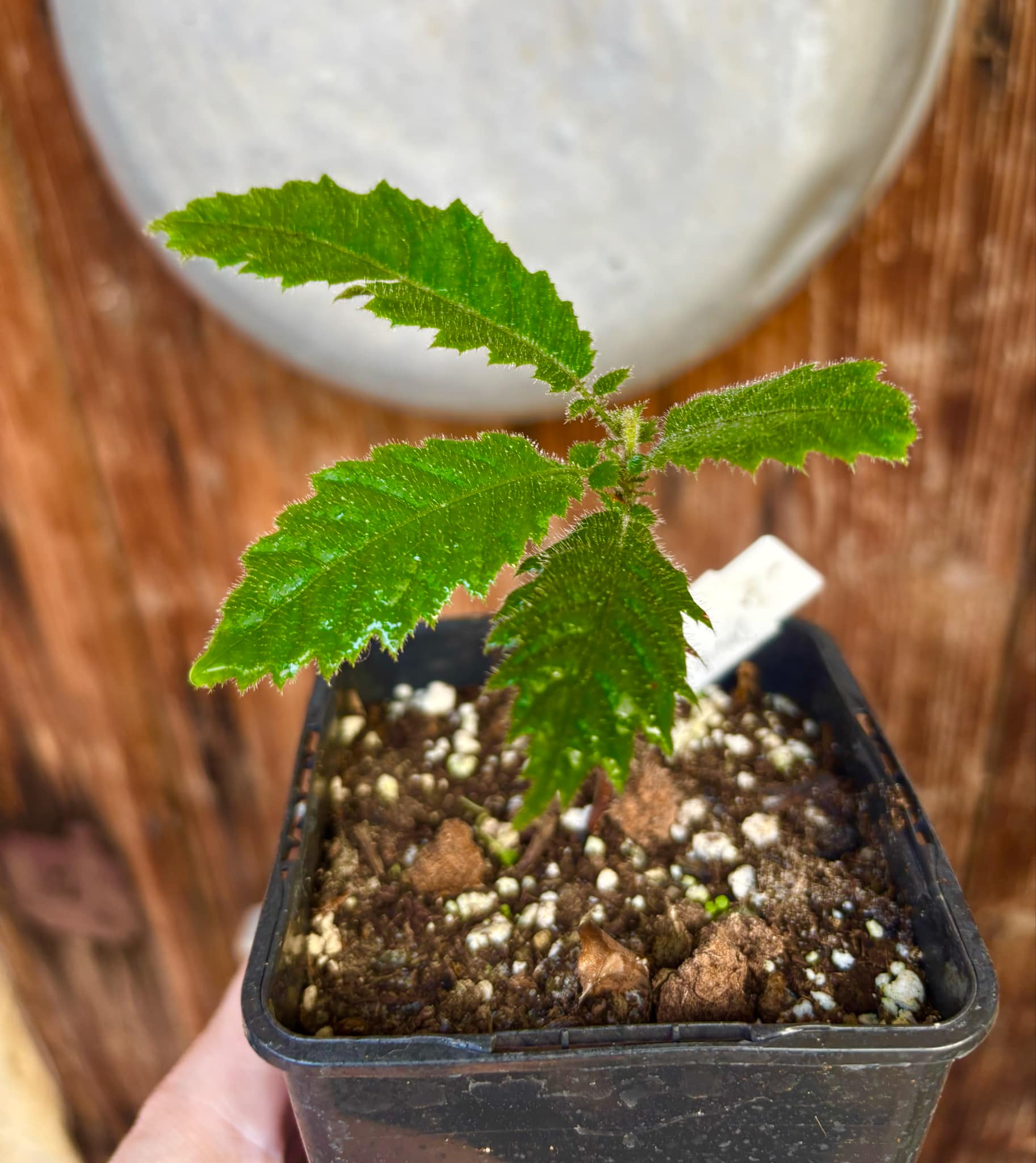 Davidson Plum (Davidsonia jerseyana) - 1 potted plant / 1 getopfte Pflanze