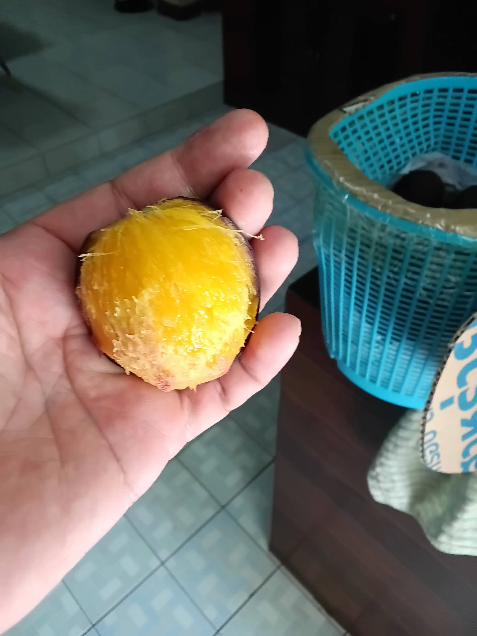 Mangifera quadrifida - 1 fresh seed / 1 frischer Samen