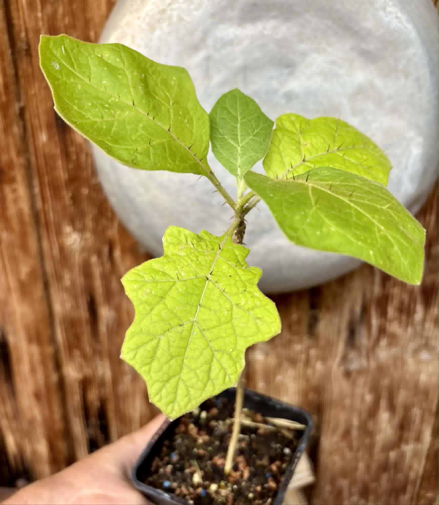 Juã-Açu - Solanum oocarpum - 1 potted plant / 1 getopfte Pflanze