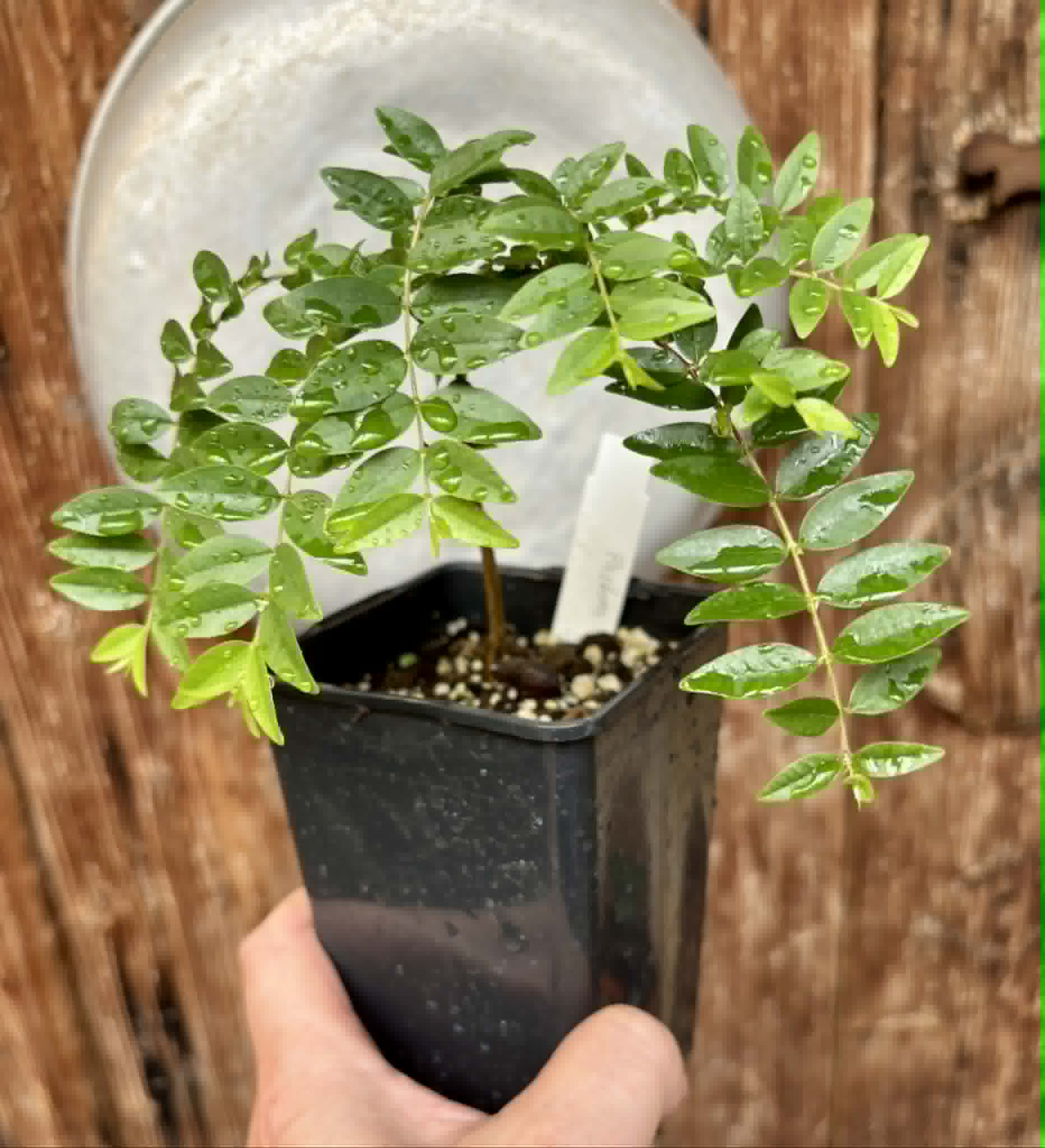 Myrciaria sp Pastora - 1 potted seedling / 1 getopfter Sämling
