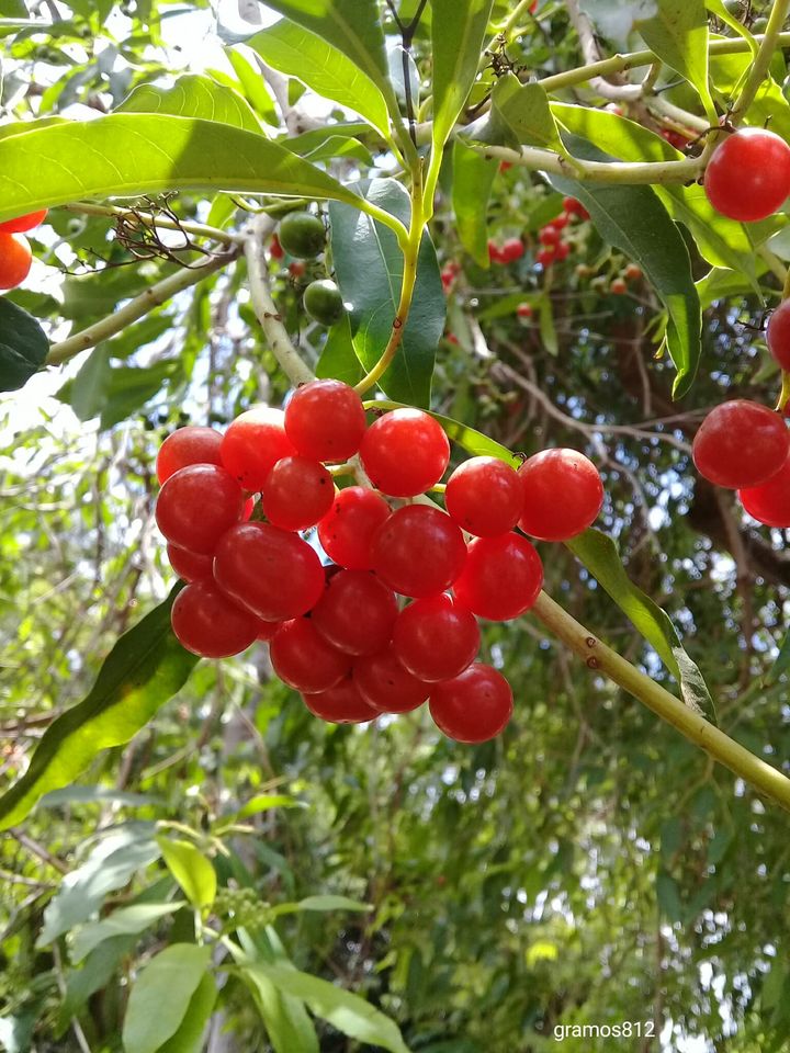 Cordia ecalyculata