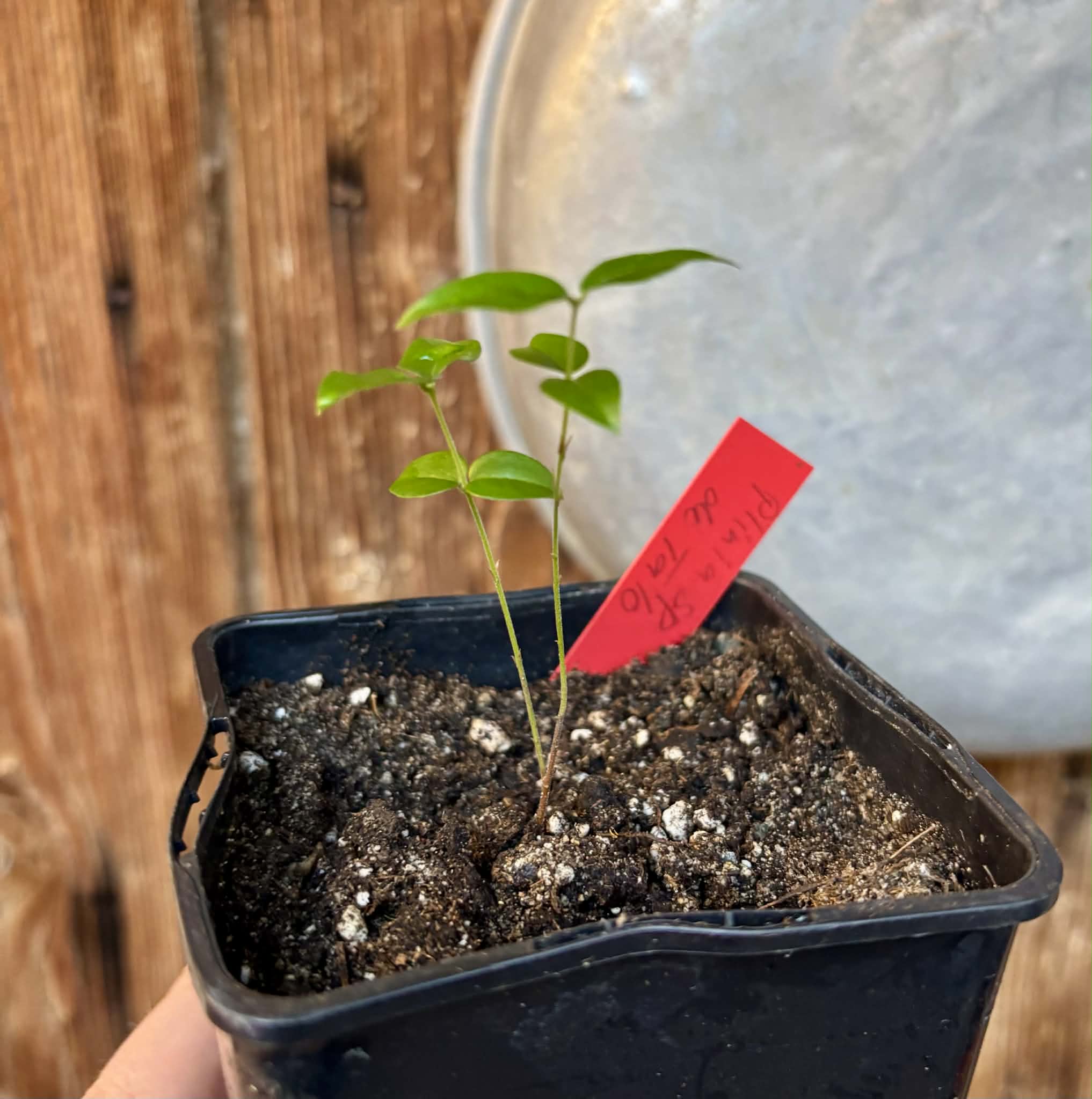 Plinia sp. de Talo - 1 potted seedling / 1 getopfter Sämling