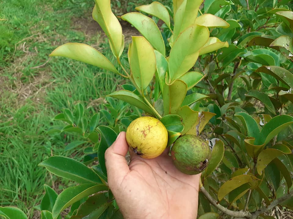 Psidium sp Cuba - 1 fresh seed / 1 frischer Samen