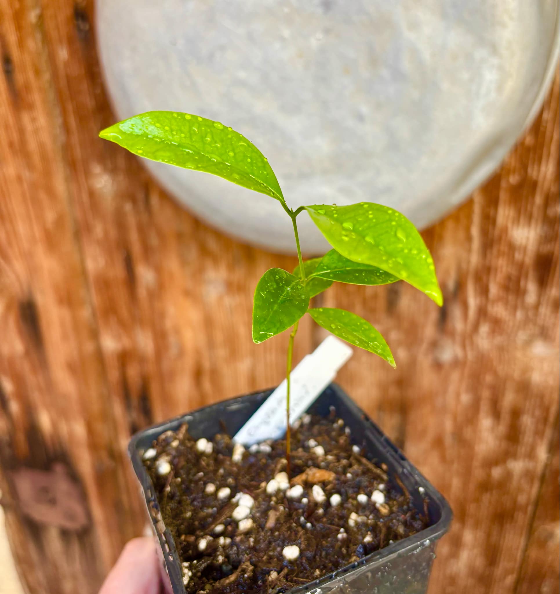 Eugenia zuccarini - 1 small potted seedling / 1 kleiner, getopfter Sämling