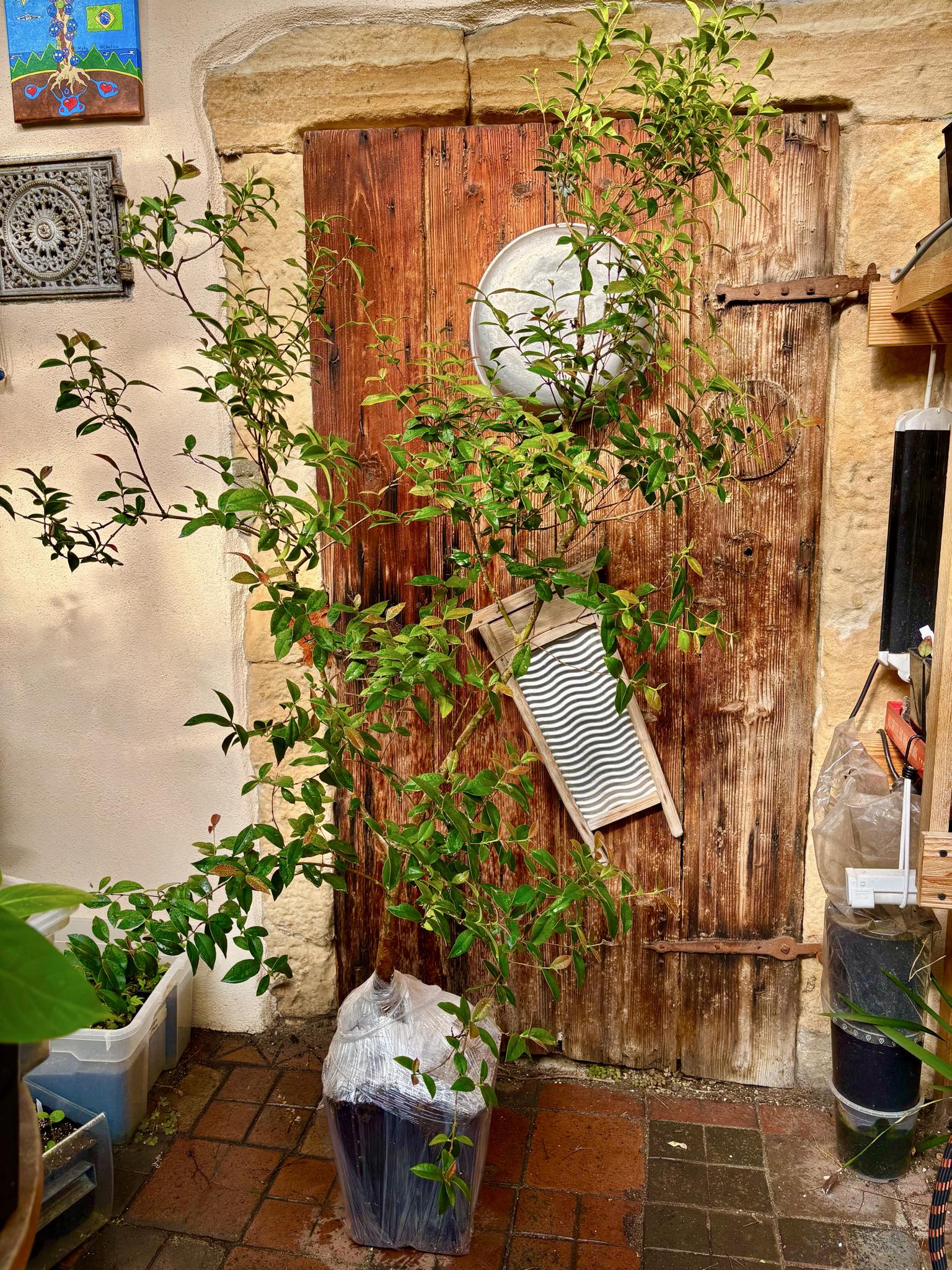 9 years old - Guabiju (Myrcianthes pungens) - 1 potted plant / 1 getopfte Pflanze