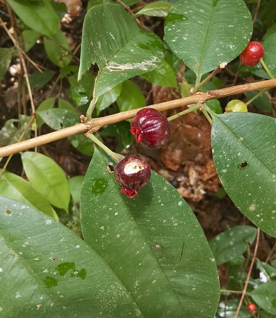 Eugenia sect. pisiformis var. Maruim - 1 fresh seed / 1 frischer Samen